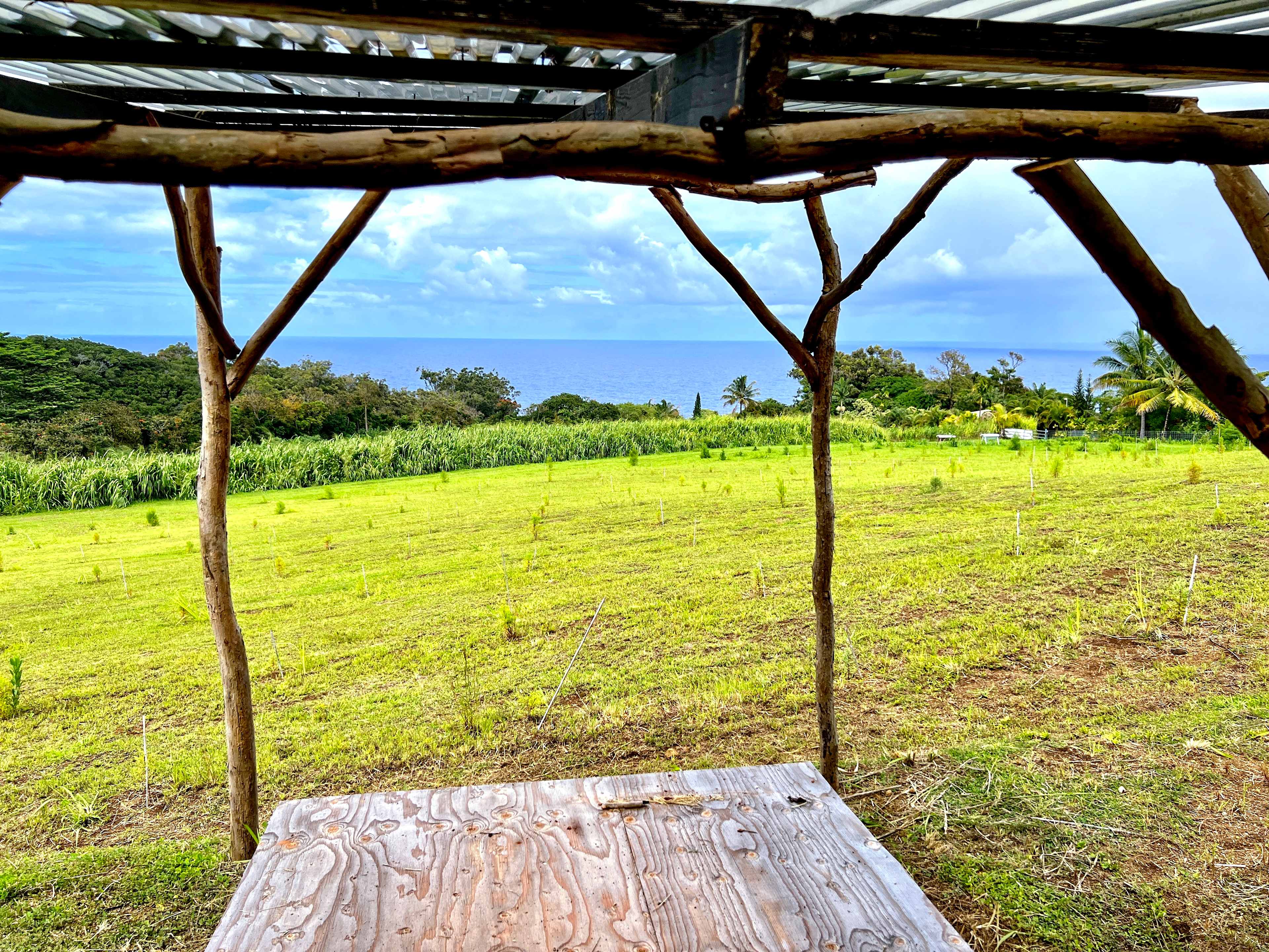Hamakua Christmas Tree Forest