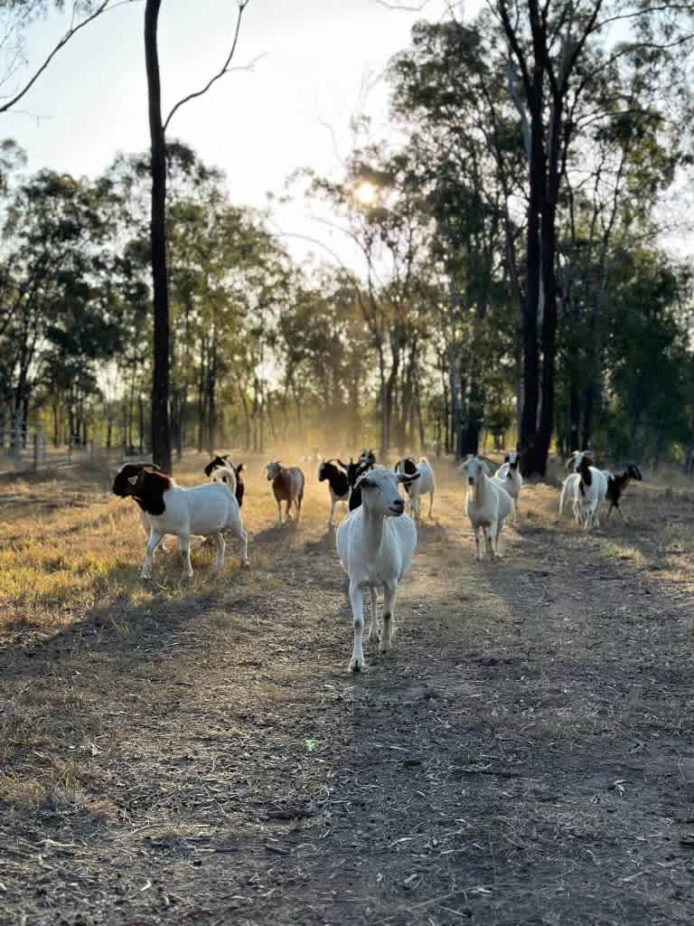 Our family goats 🐐 