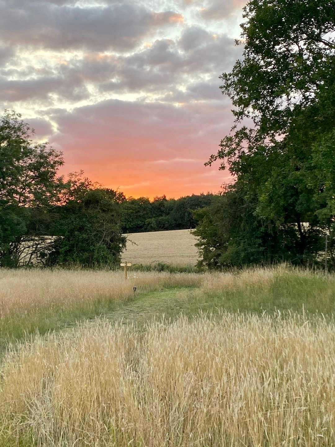 Finchingfield Lavender & Camping