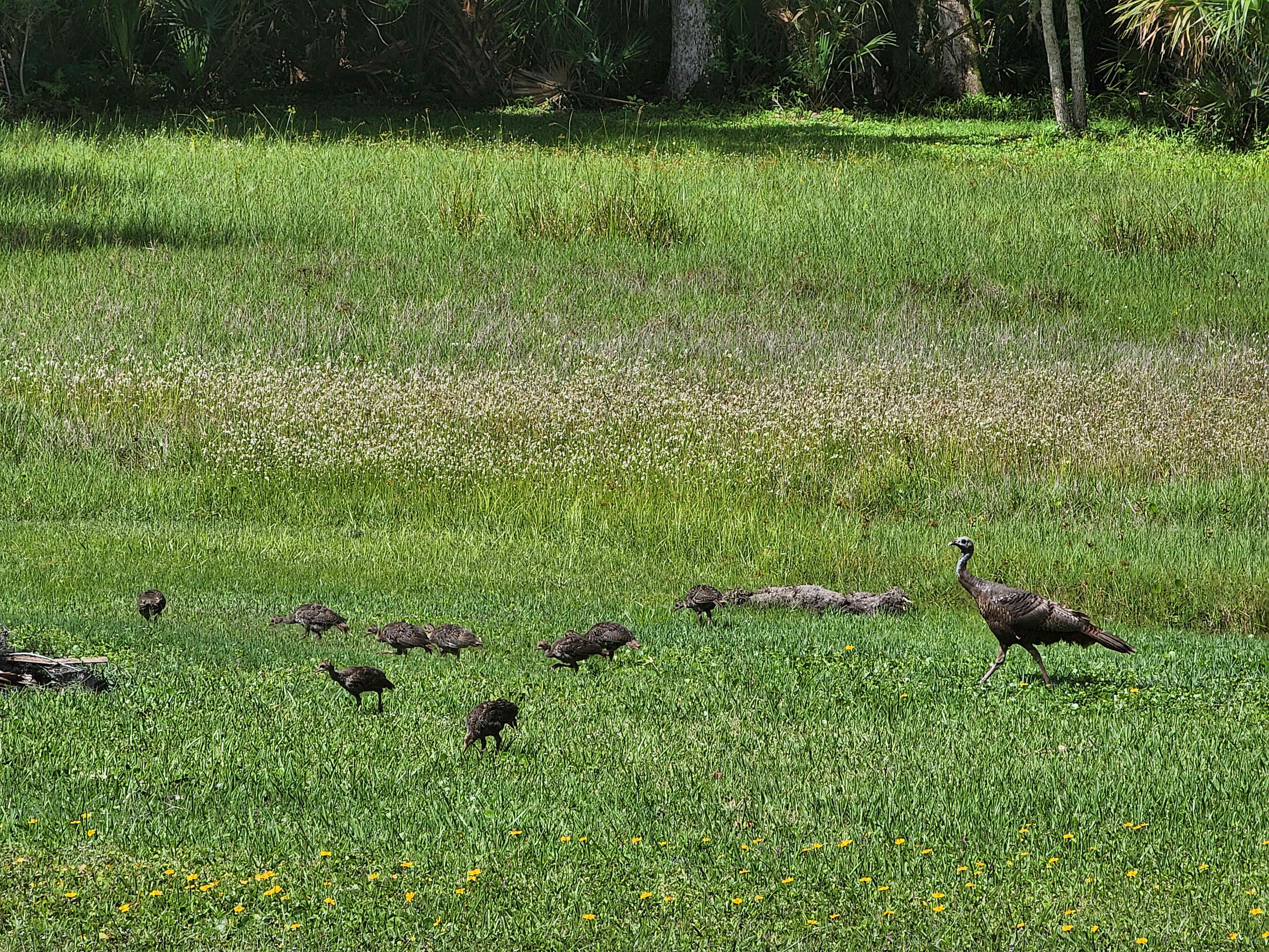 Look at all the babies with their mama!