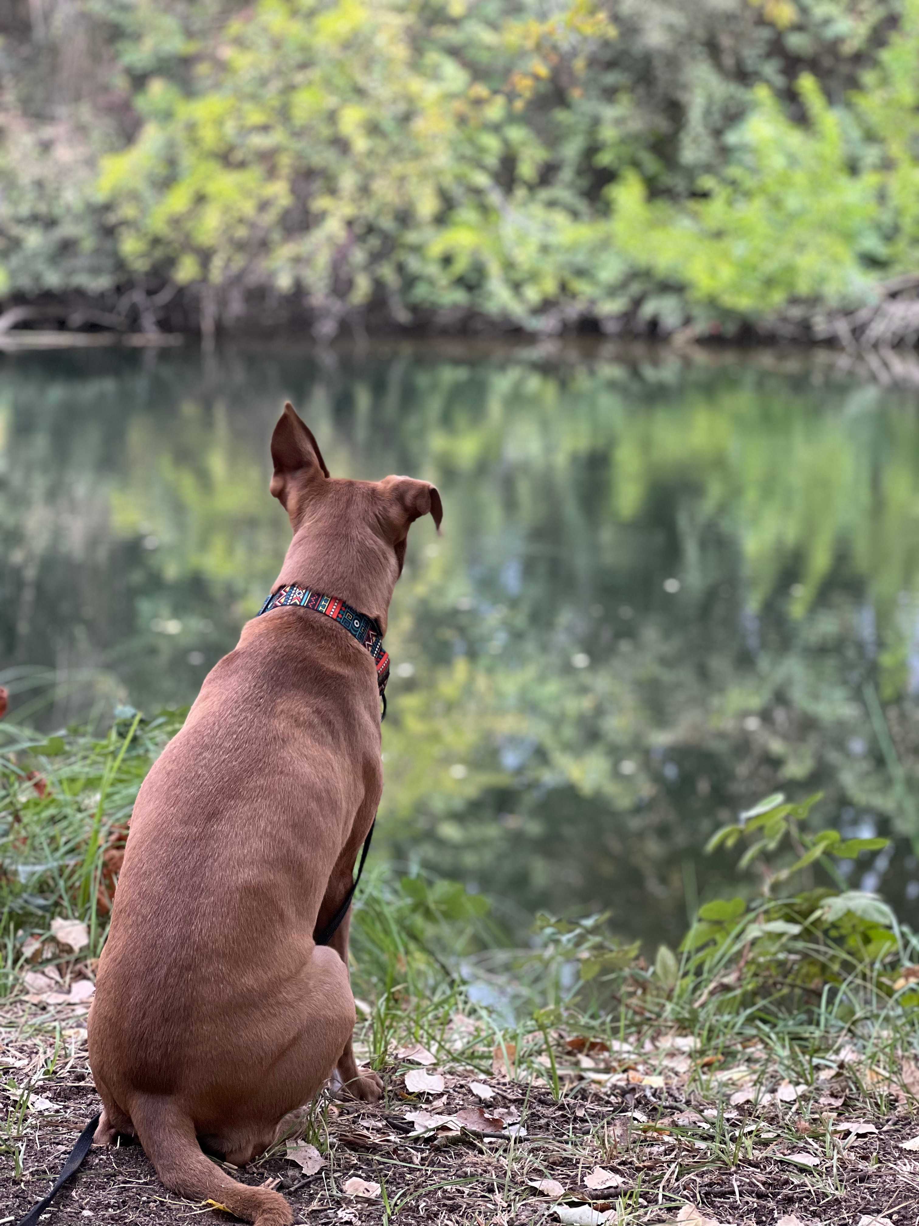  Wade spent hours watching the river flow by the campsite.