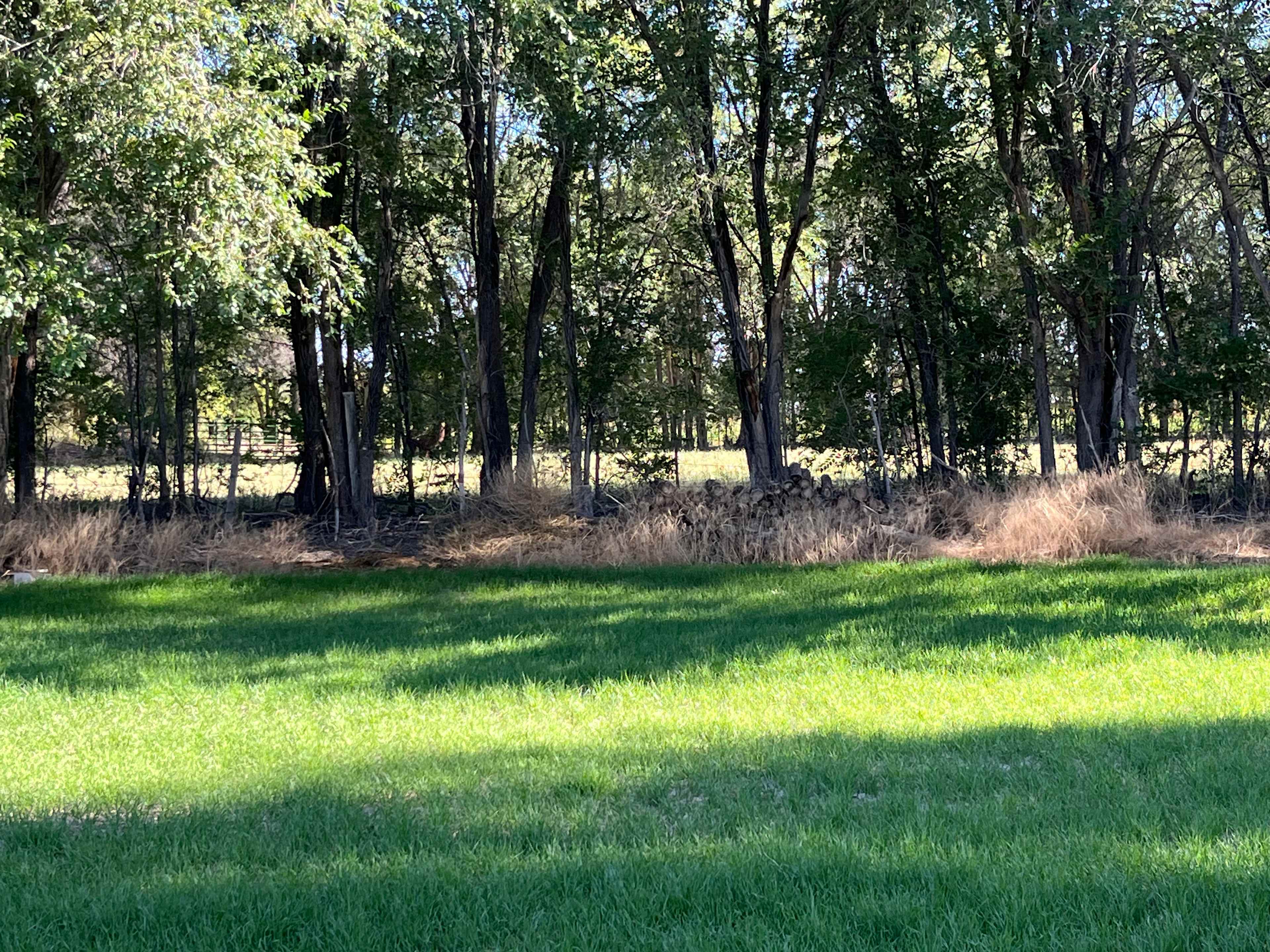 Balloon Fiesta Farm Oasis 2