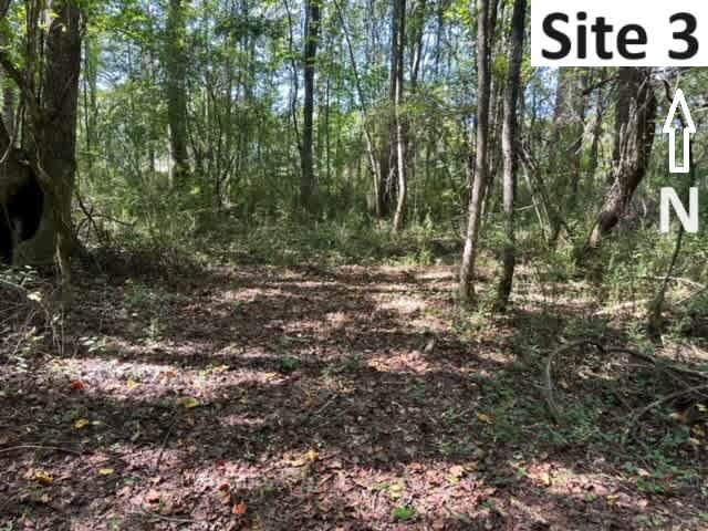 Surewood ForRest