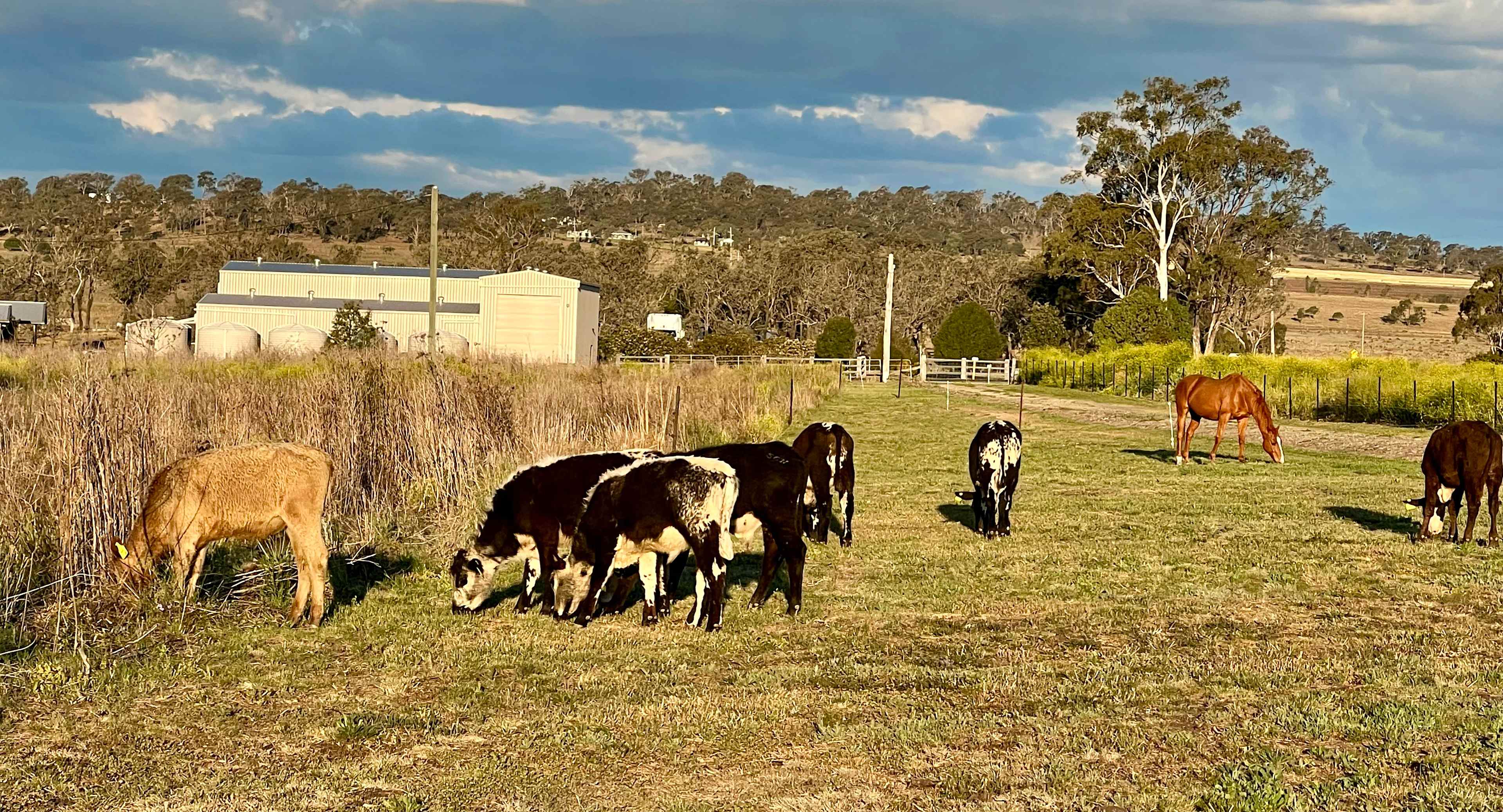 Pittsworth Camping
