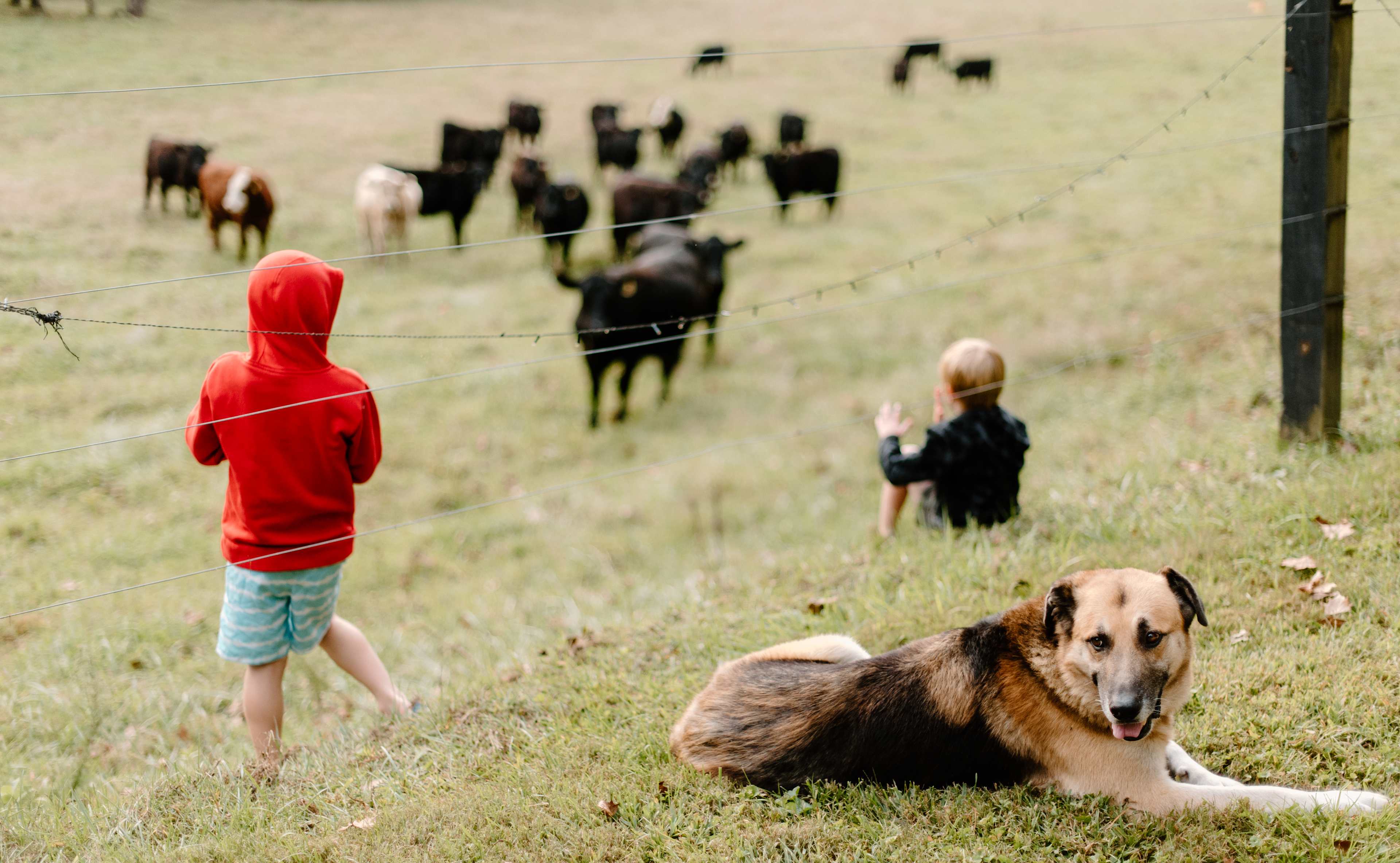 Sweetest farm dog and cows! 