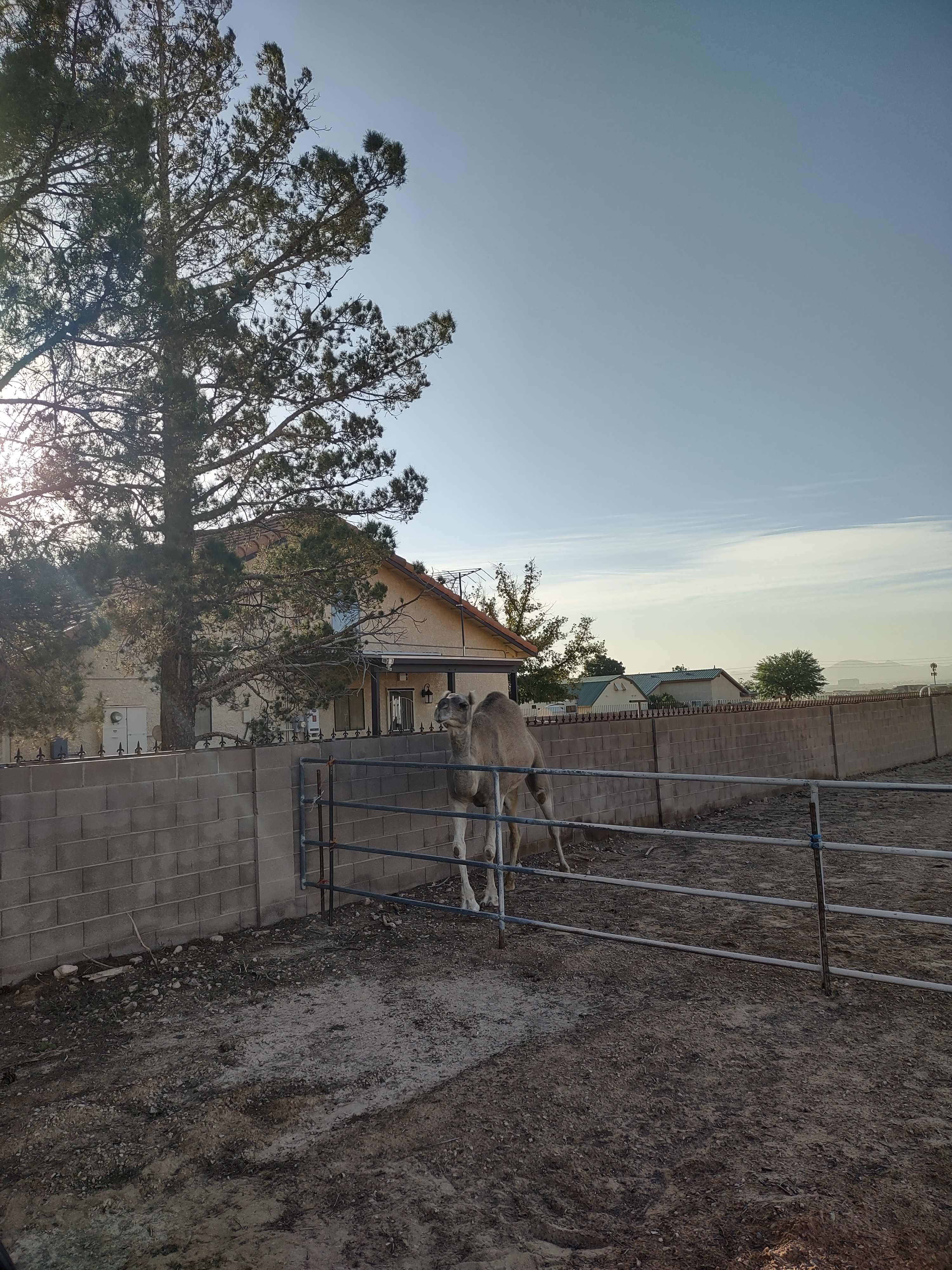 Jeffry’s Farm