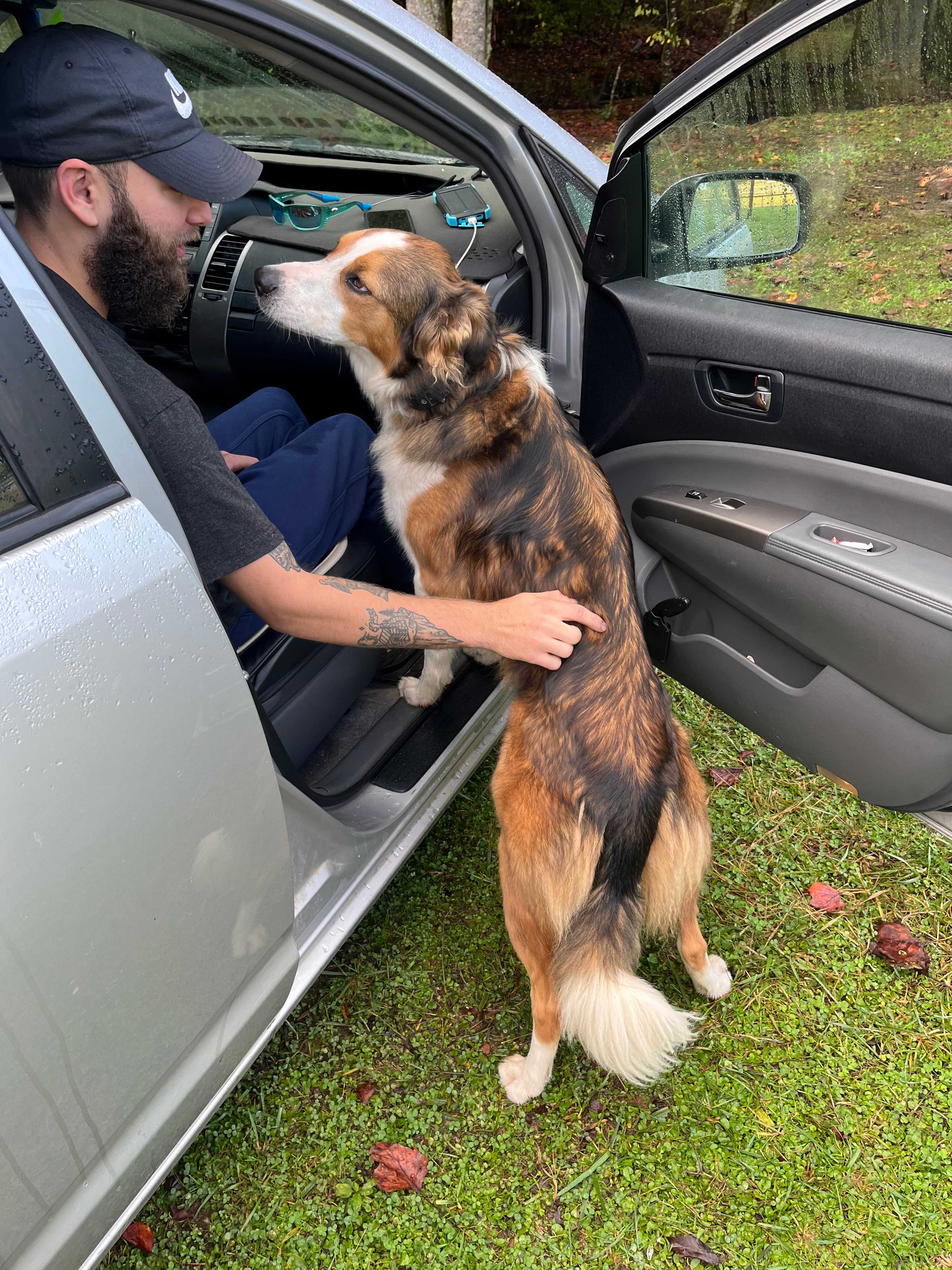 Bluegrass Mini Timberline Mini Aussies Las Mejores Ofertas En