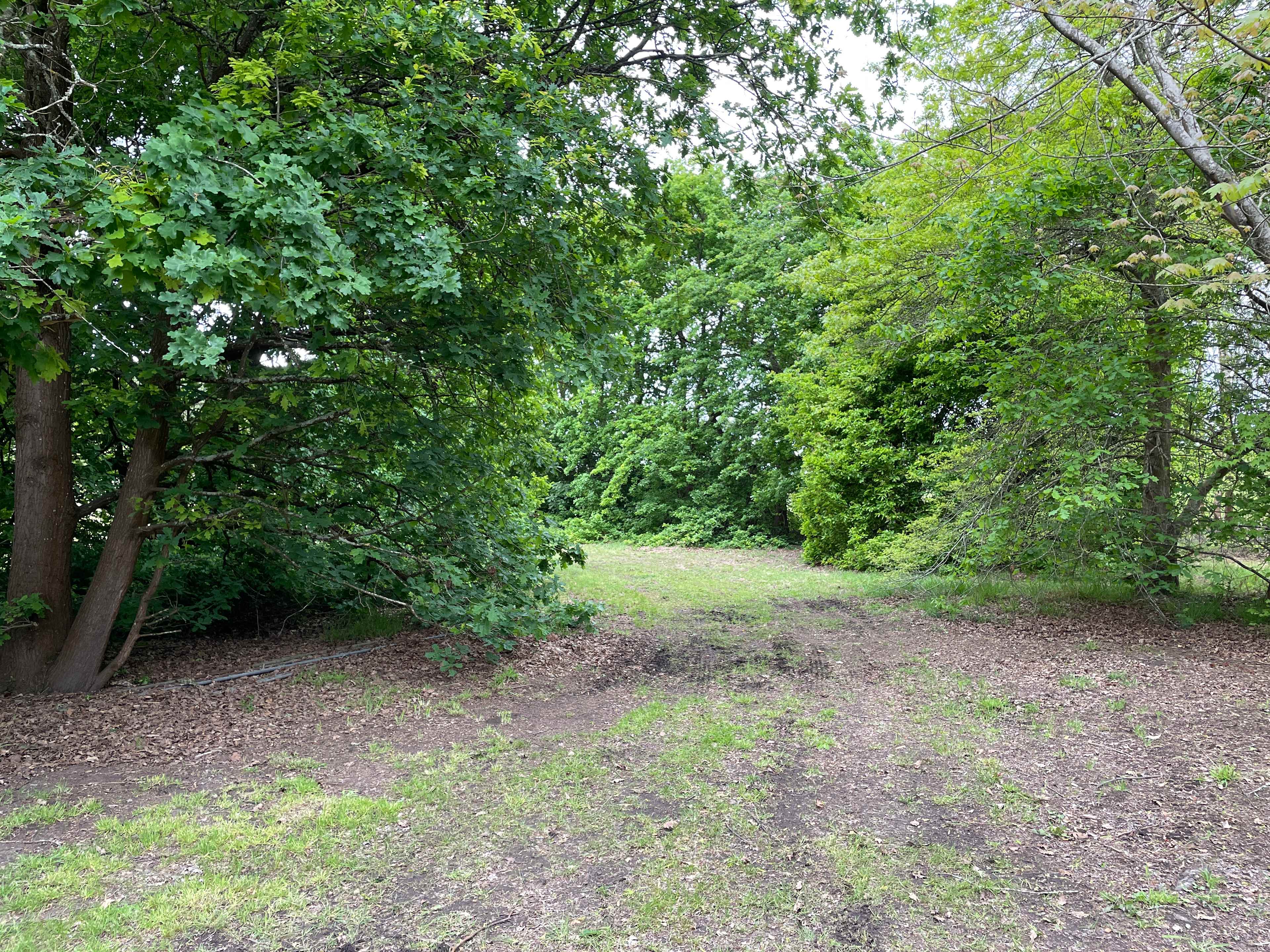 Bush horizon