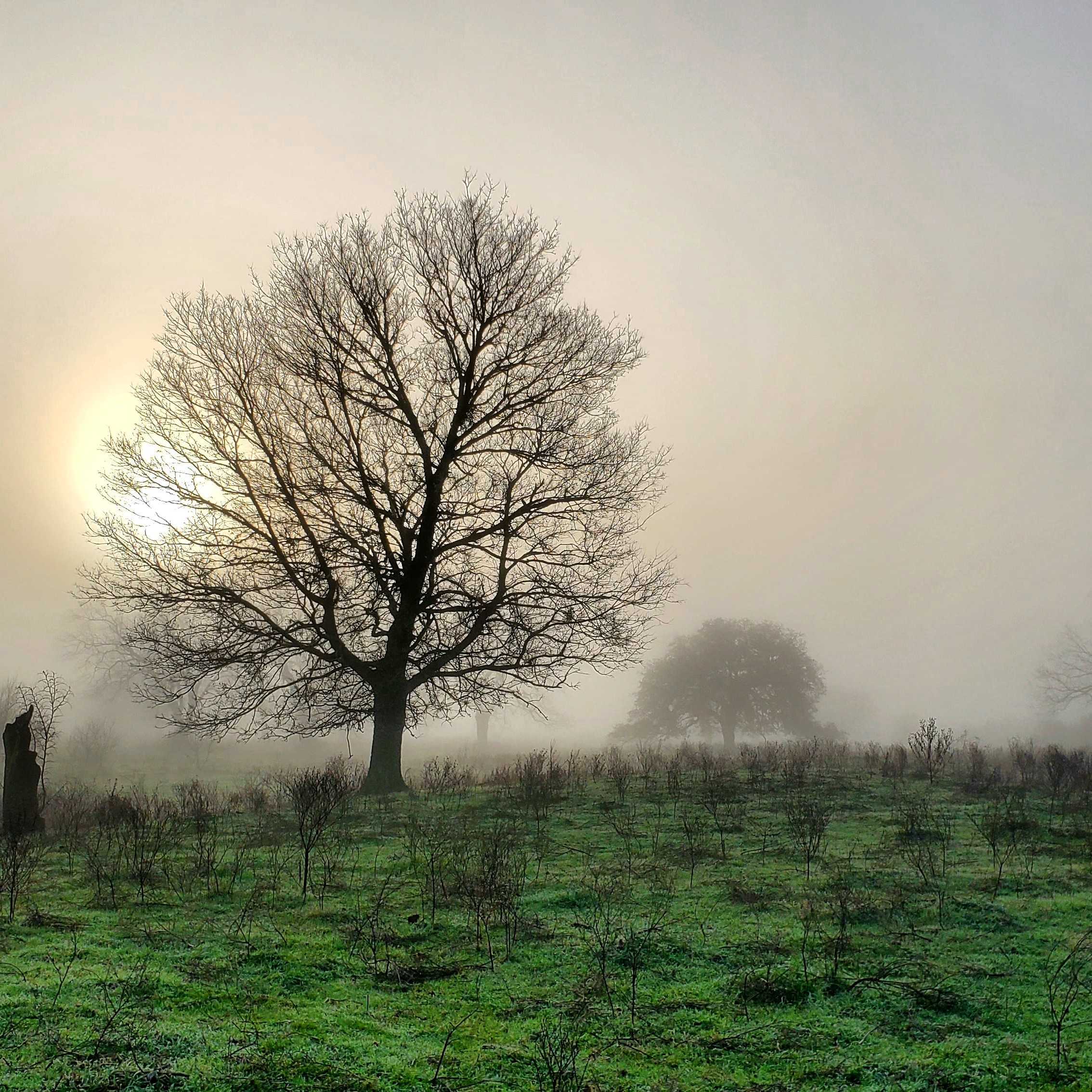 Lone Oak Farm
