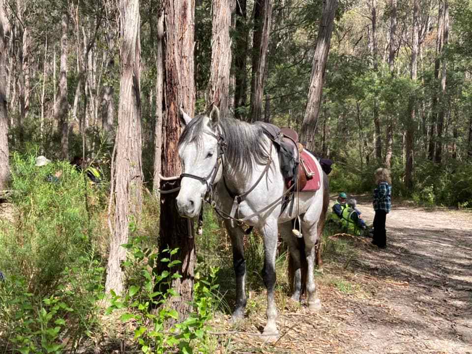 Mt Alfred Camping and Horse Riding