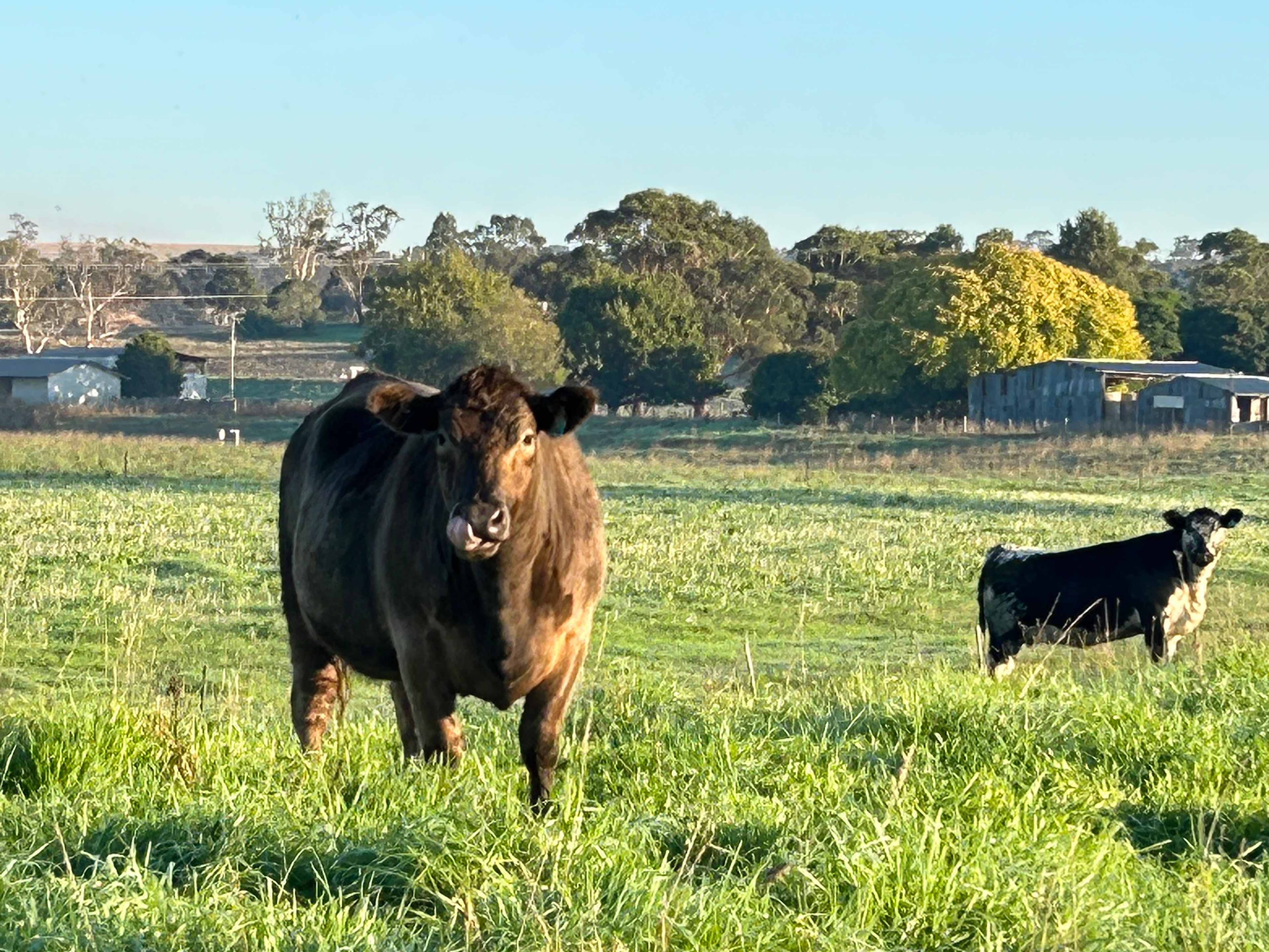 Murray Grey cattle