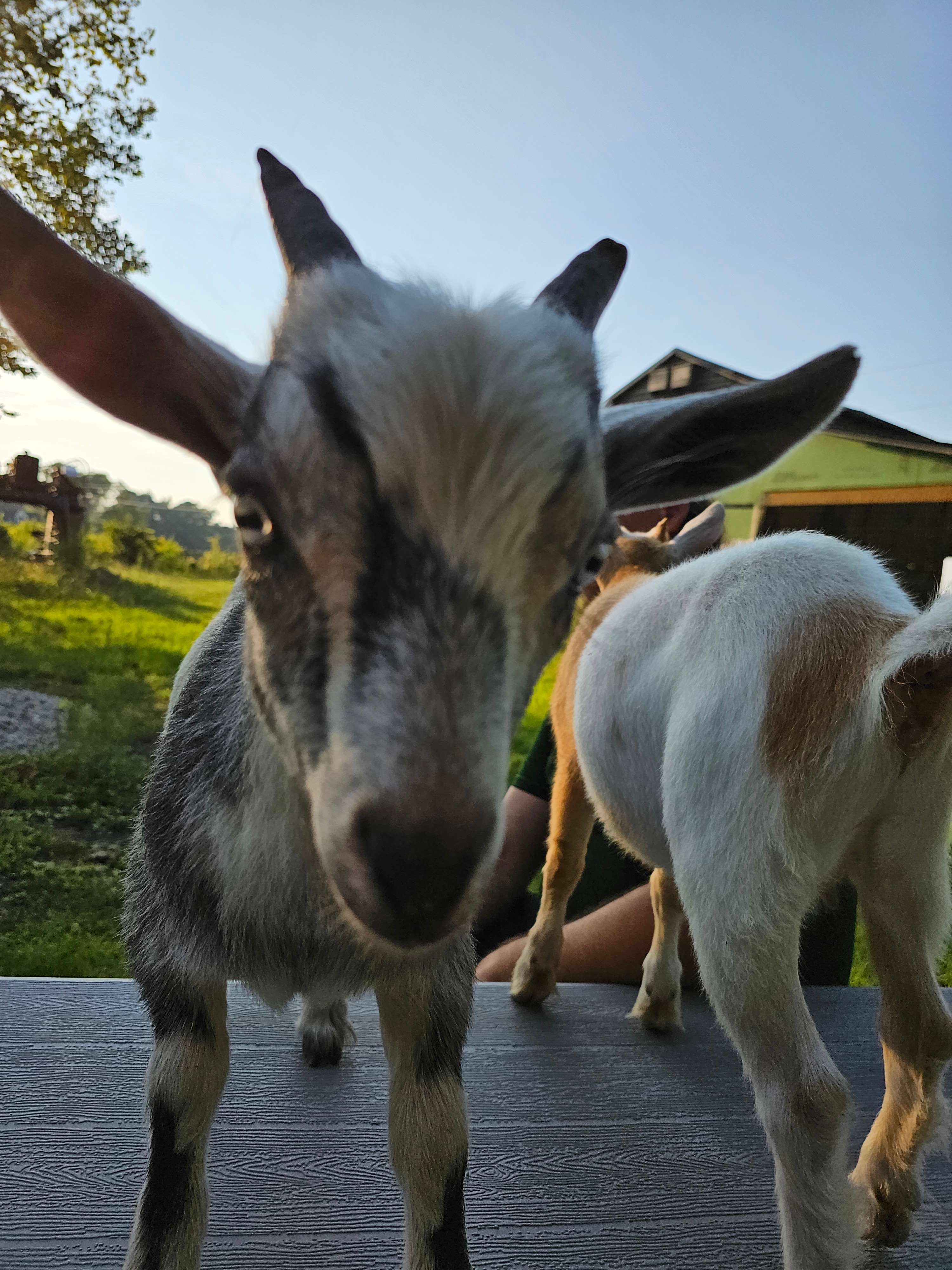 Phoenix Farms Vineyard