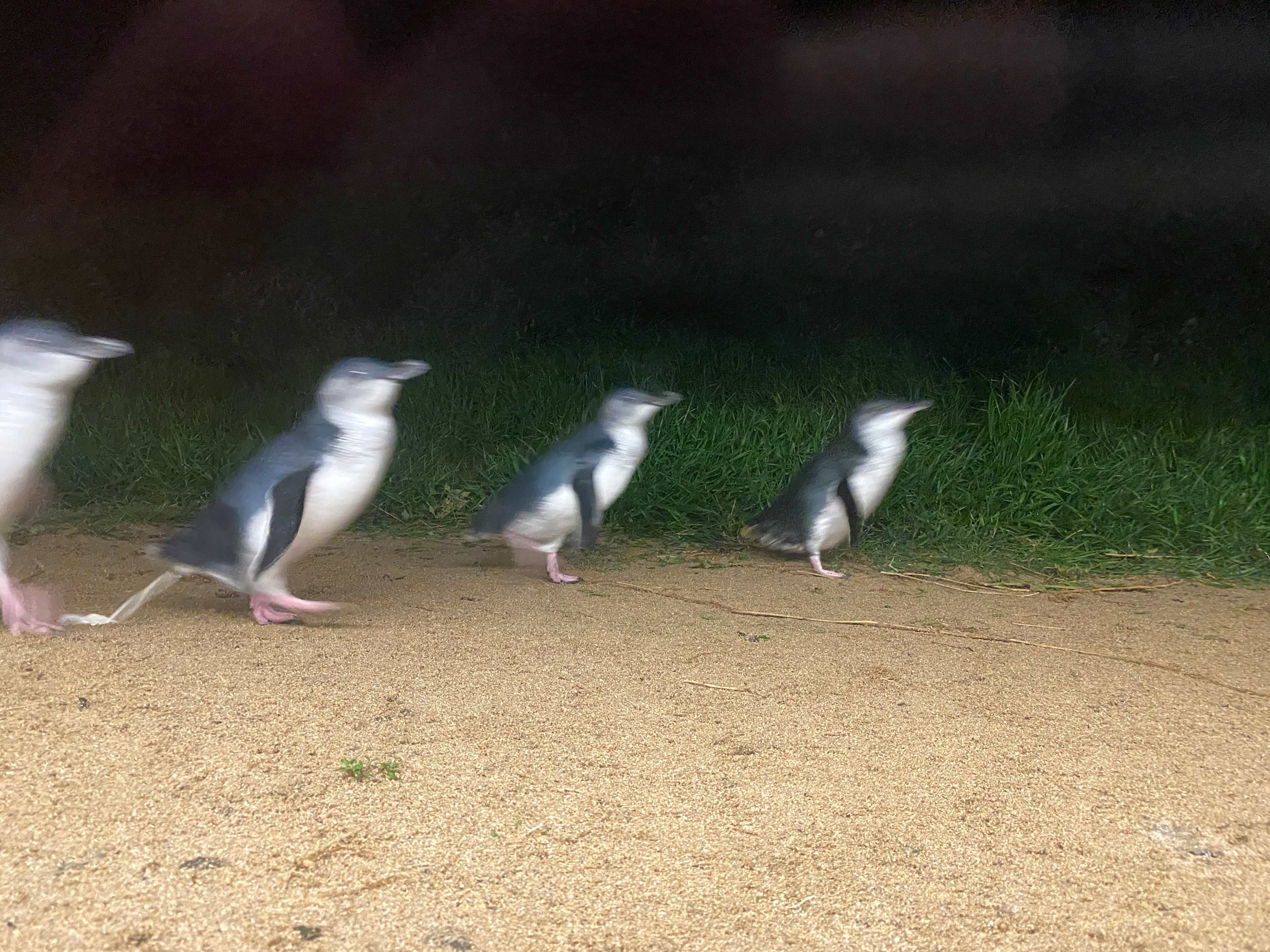 The penguin dash