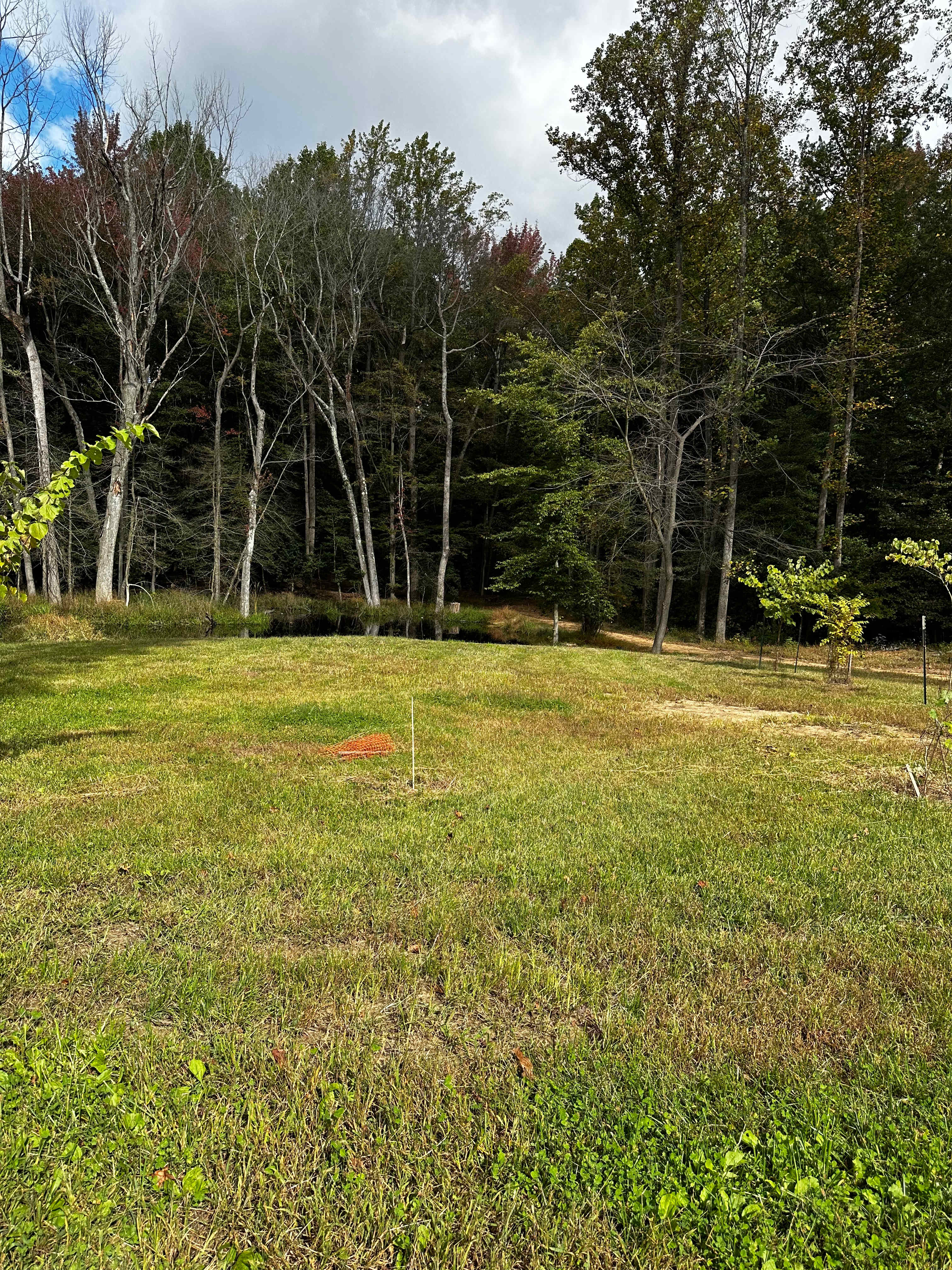 Willow Oak 1
