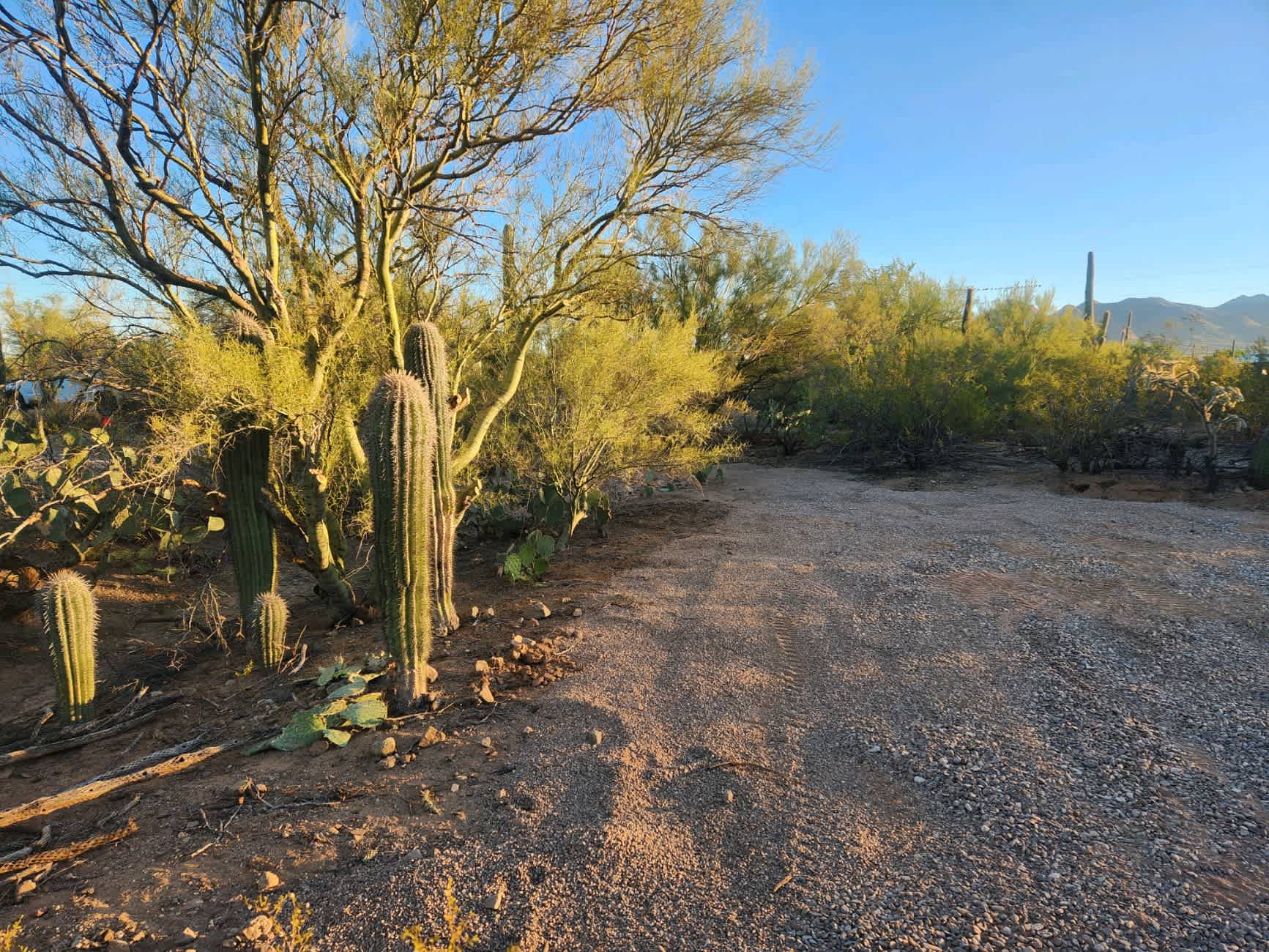Camp Saguaro