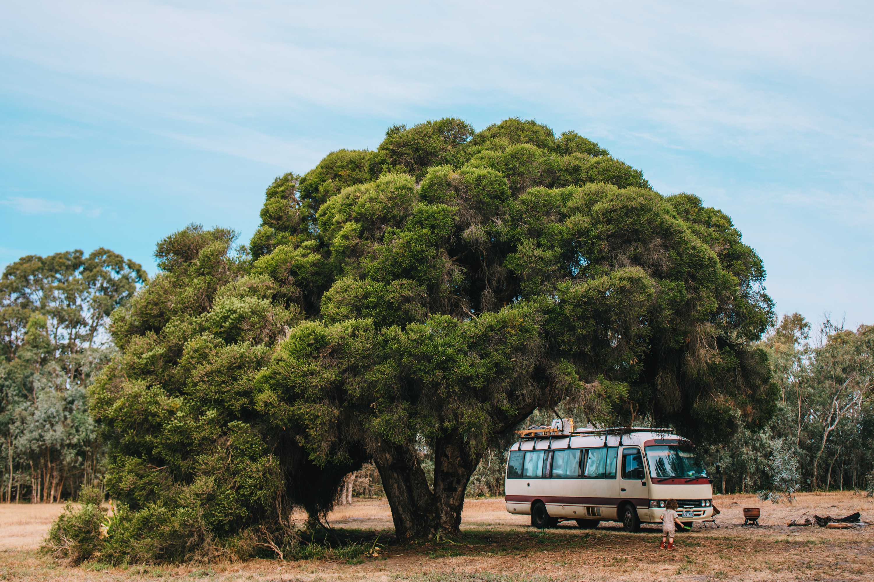 Kangoroo tree spot