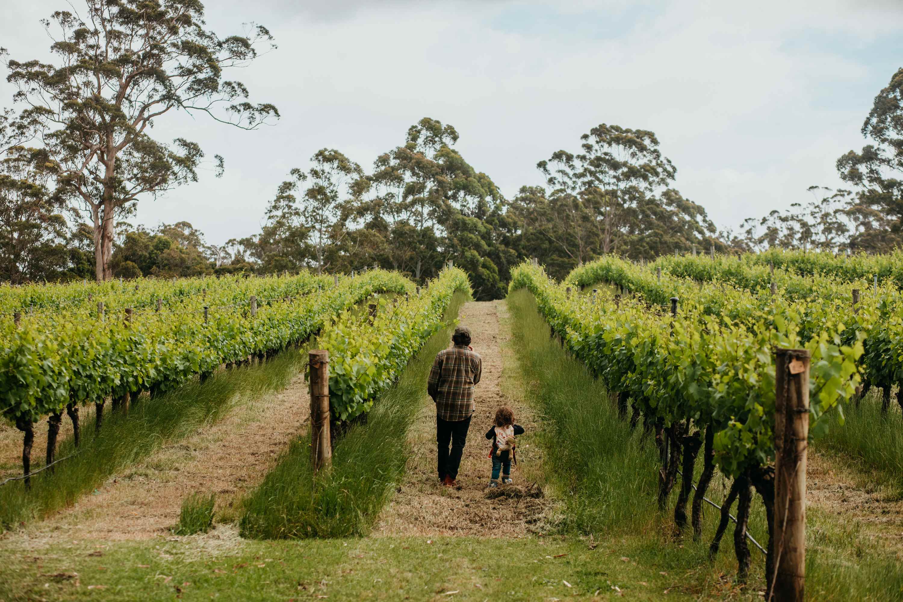 Exploring the wines fields
