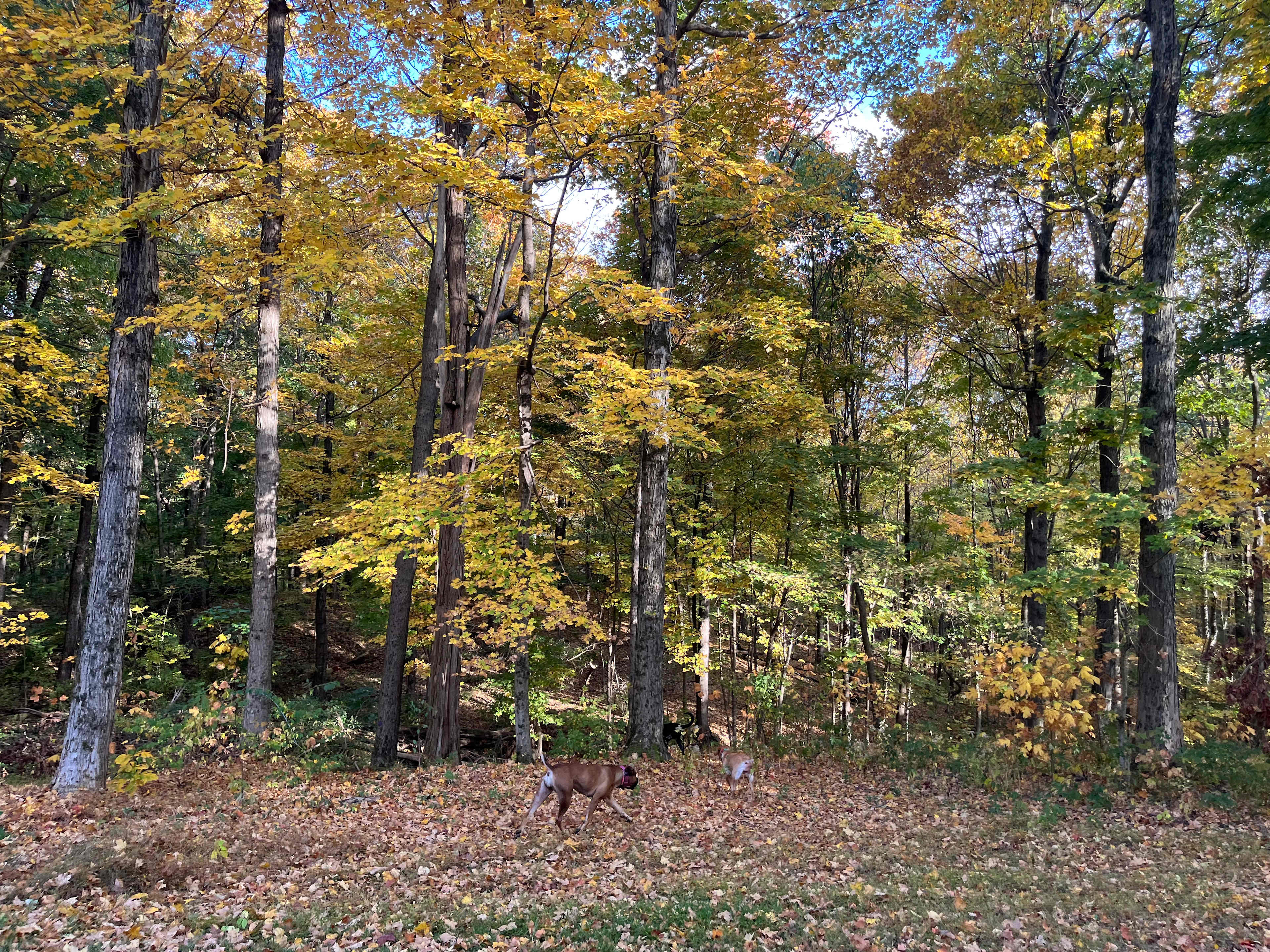 Maple wood camp