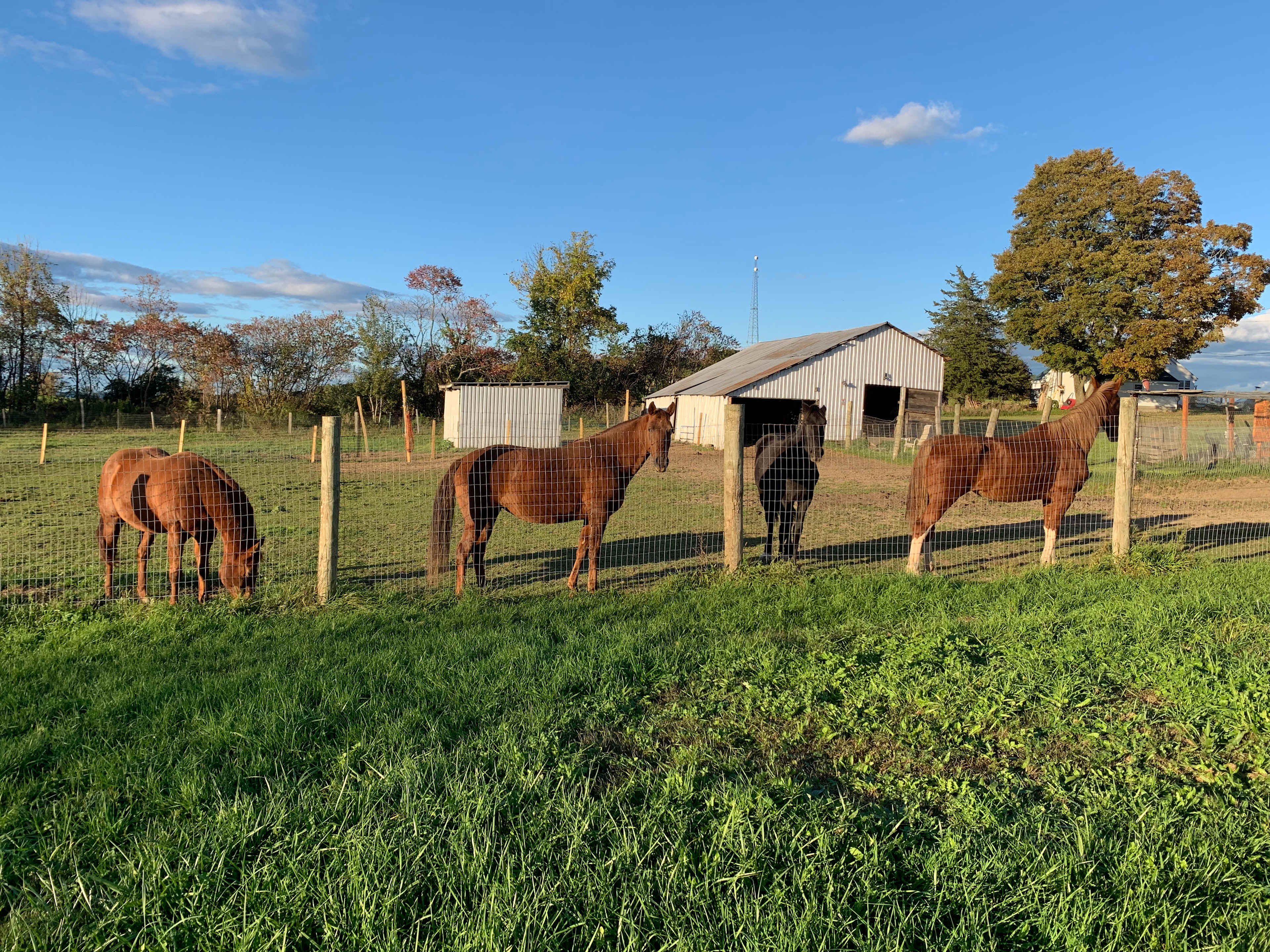 Horses-n-Harleys Farm