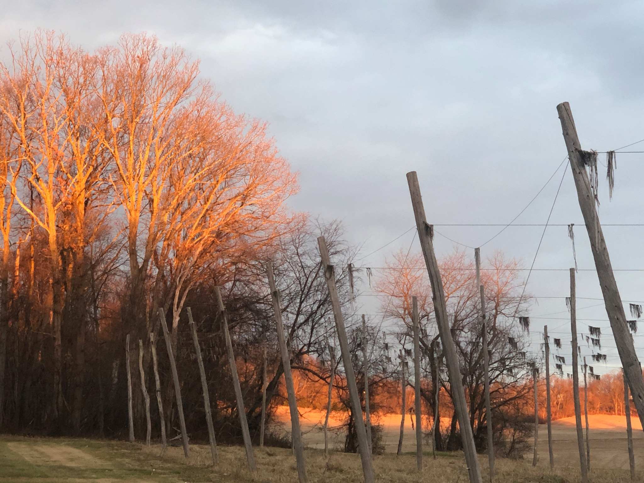 Our hopyard in the off- season