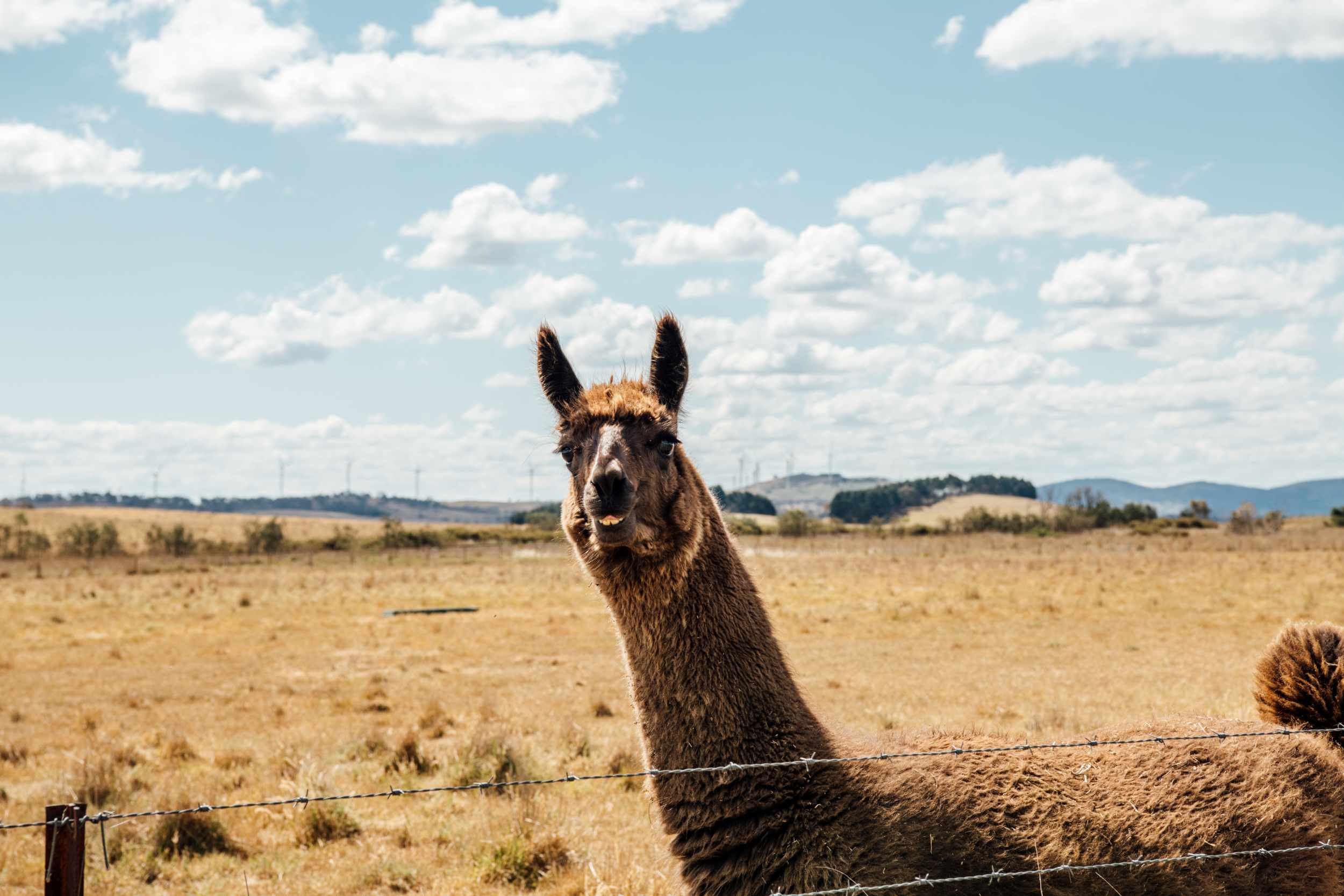 Squashie the llama! Comes right up to you for kisses.