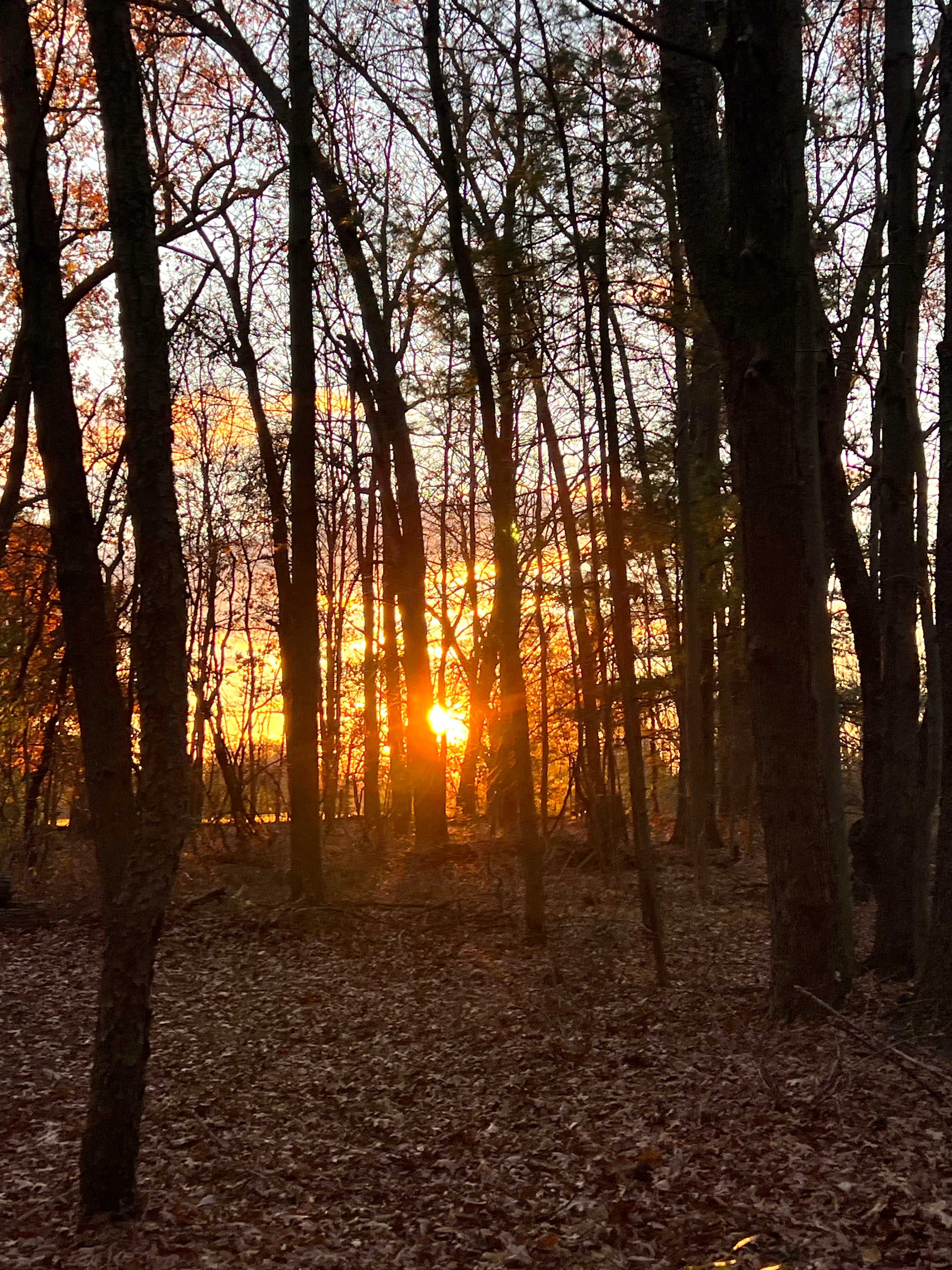 Mulligan's Valley in the Woods