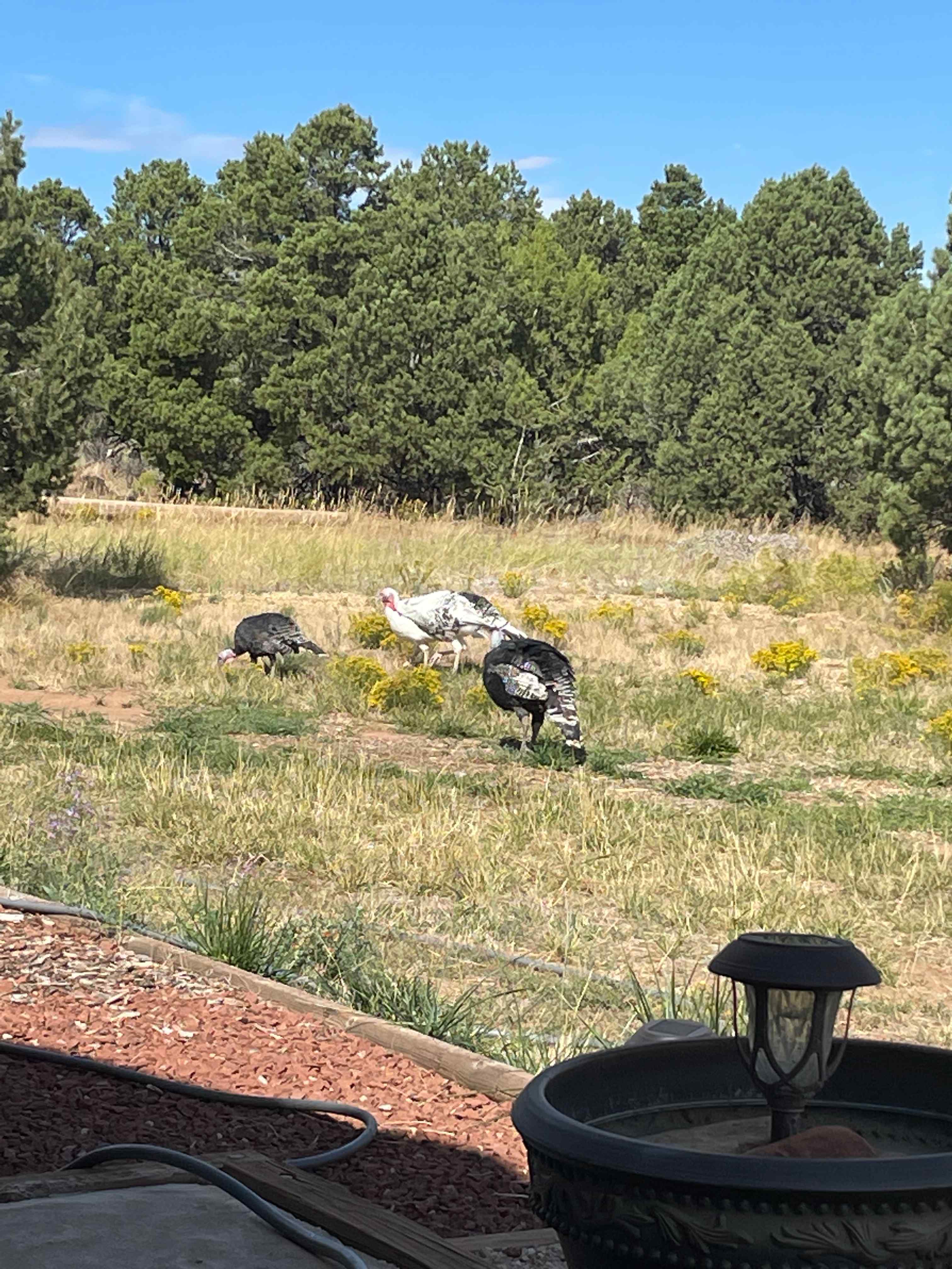 THE Flying G Ranch