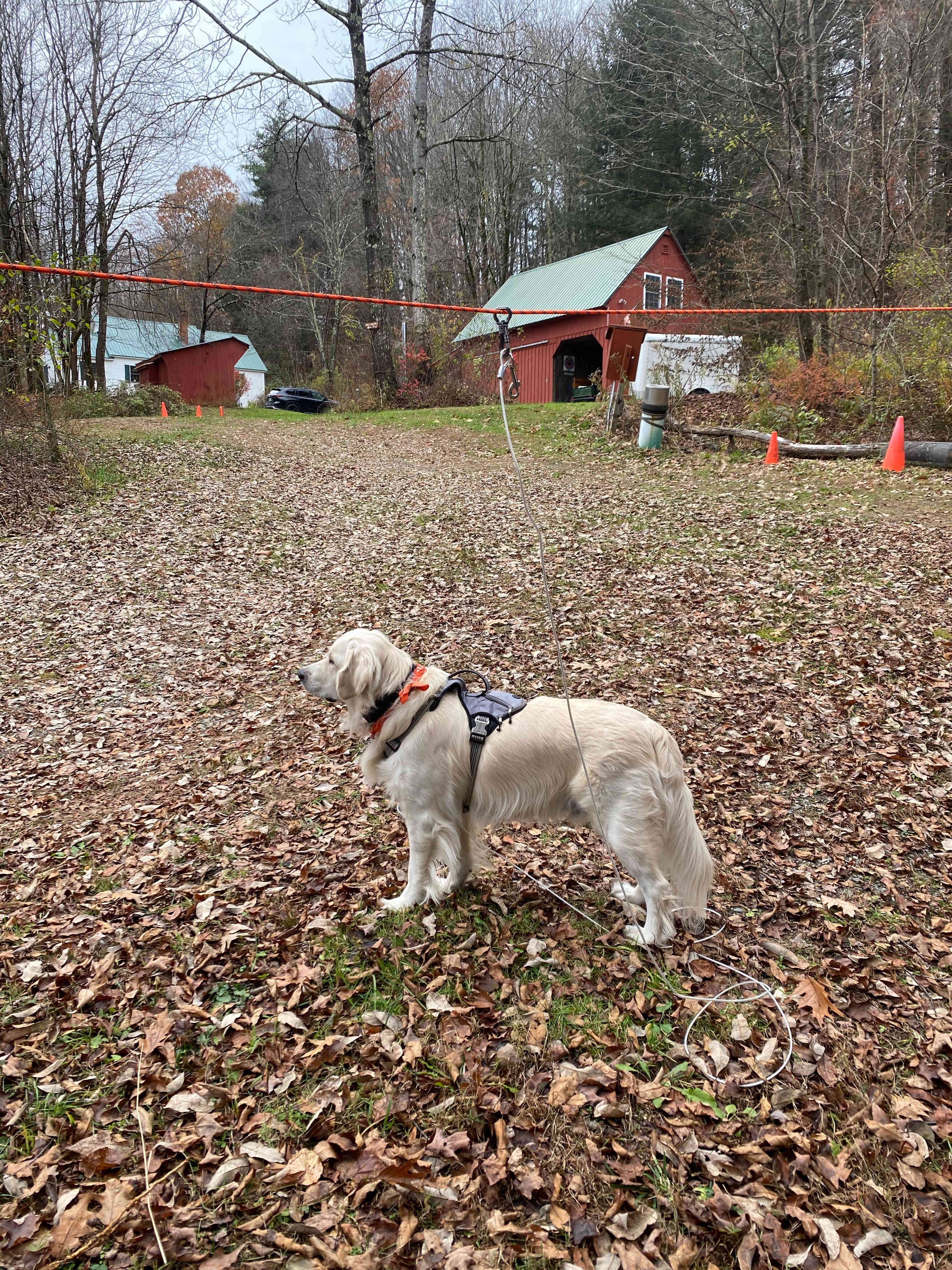 The lead I could set up between the tress to keep my dog on leash. In the background is the owners home and rec room barn 