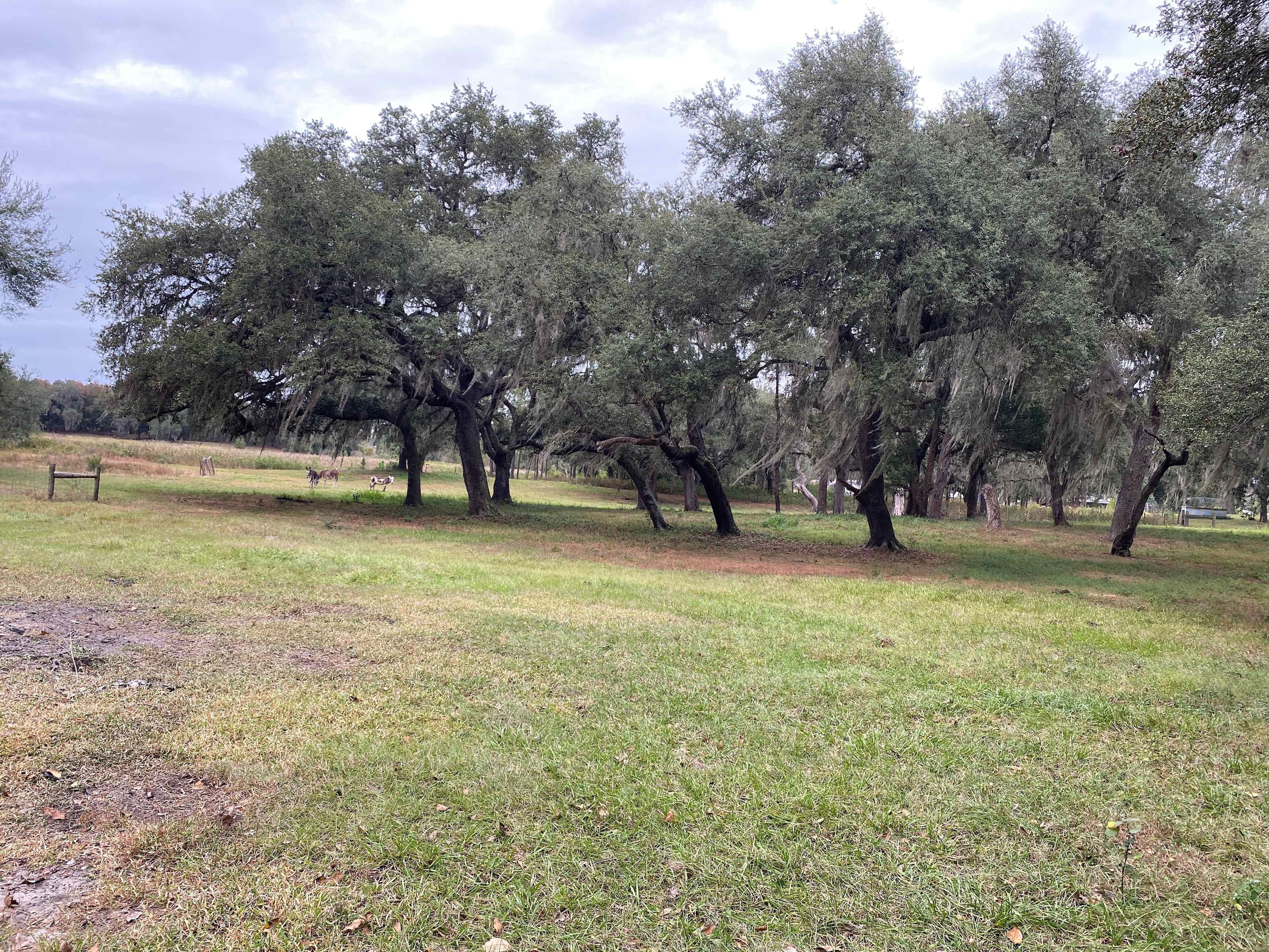 Trenchgoat farm