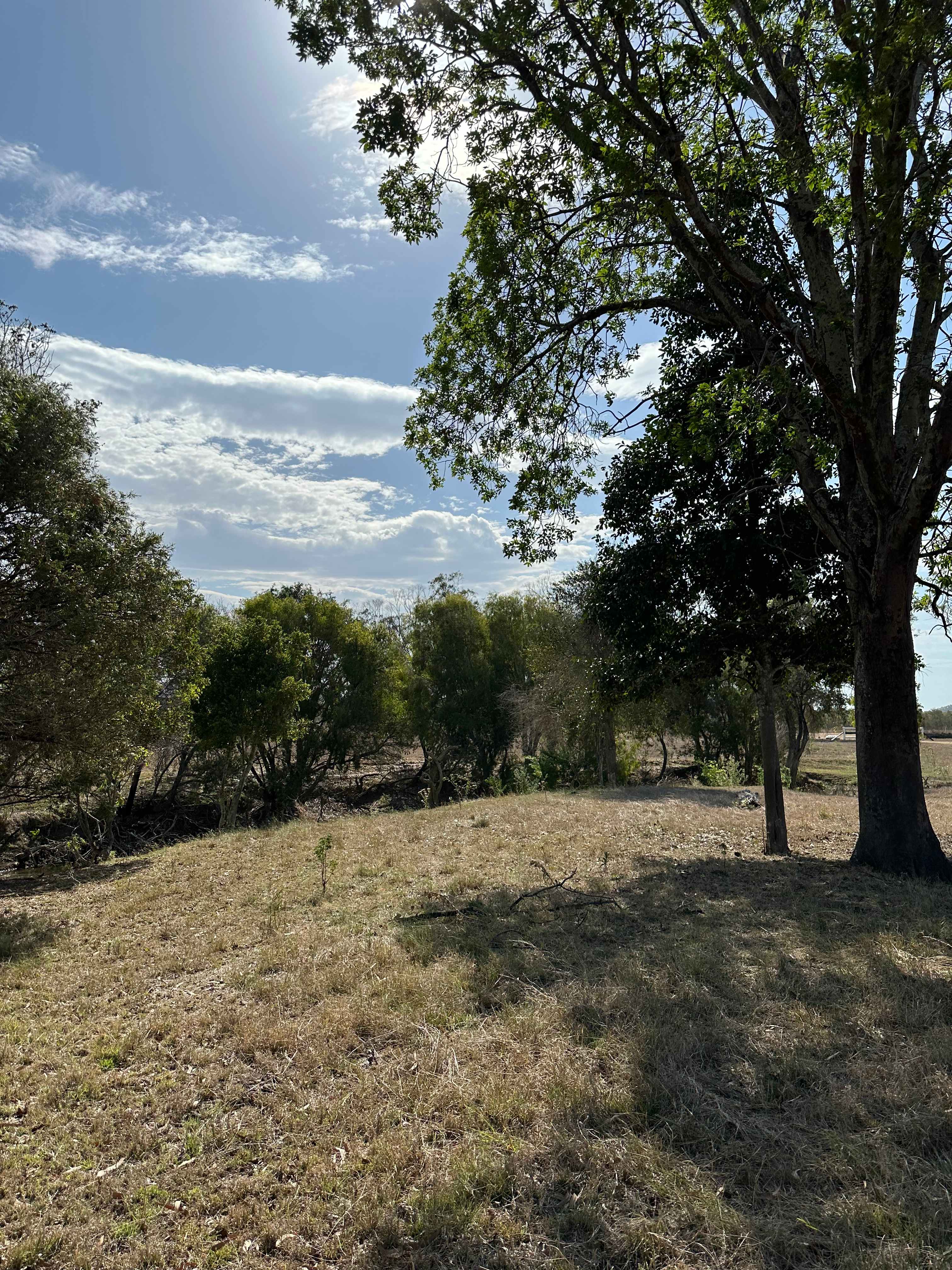 Woodlands