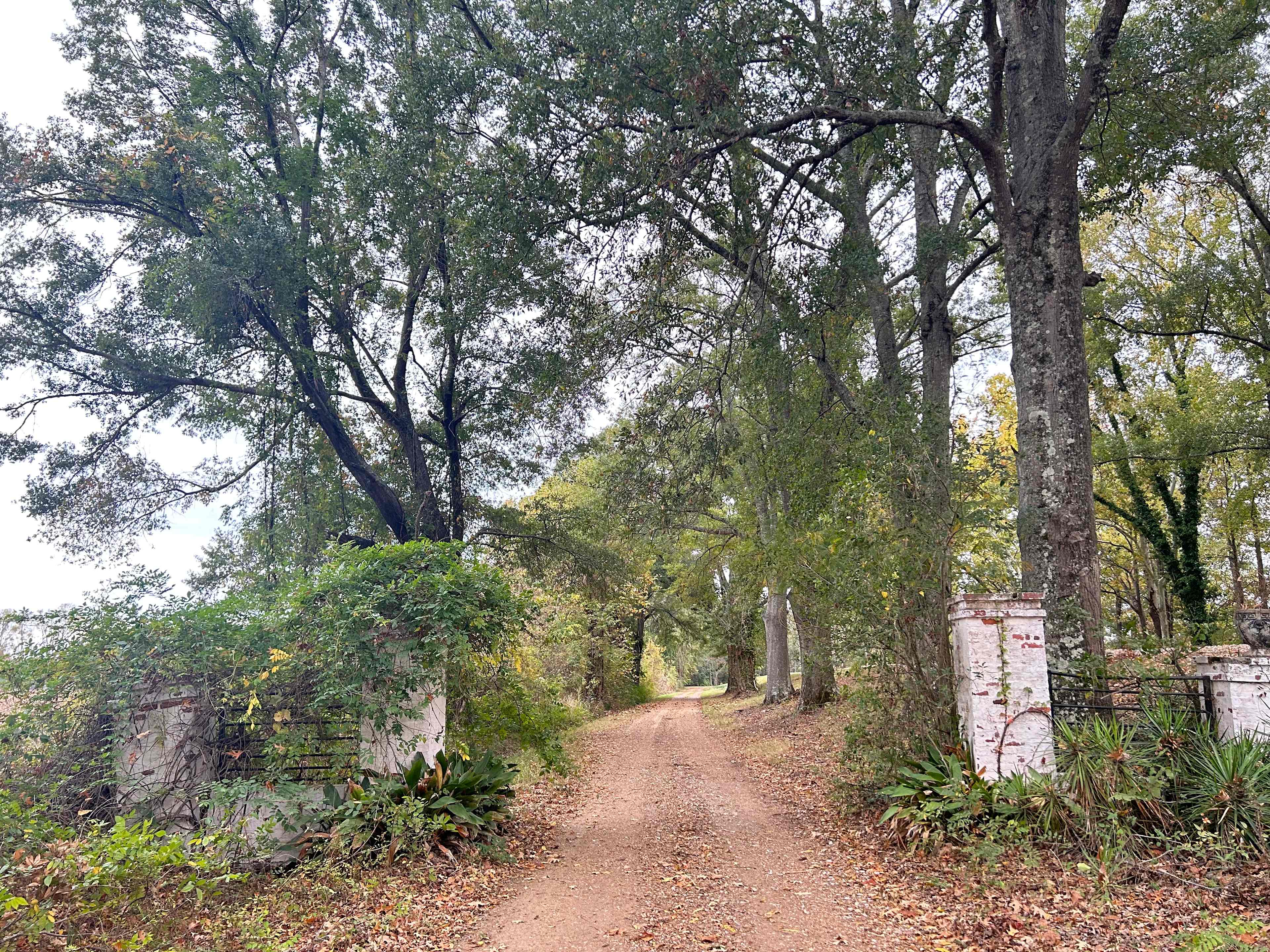 Louisiana Plantation River Bank