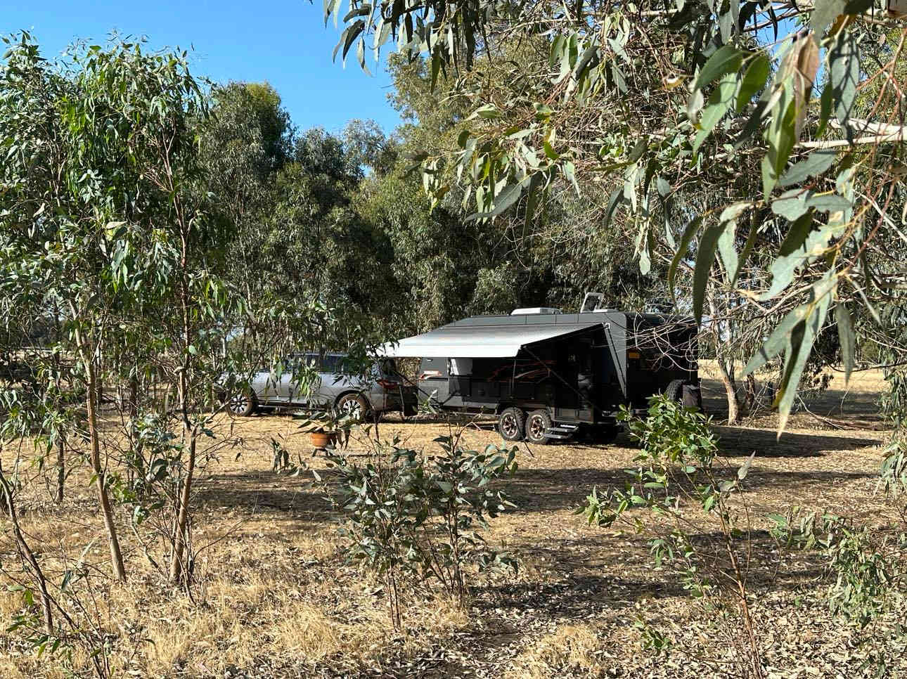 Kangaroo Tree 2 Site