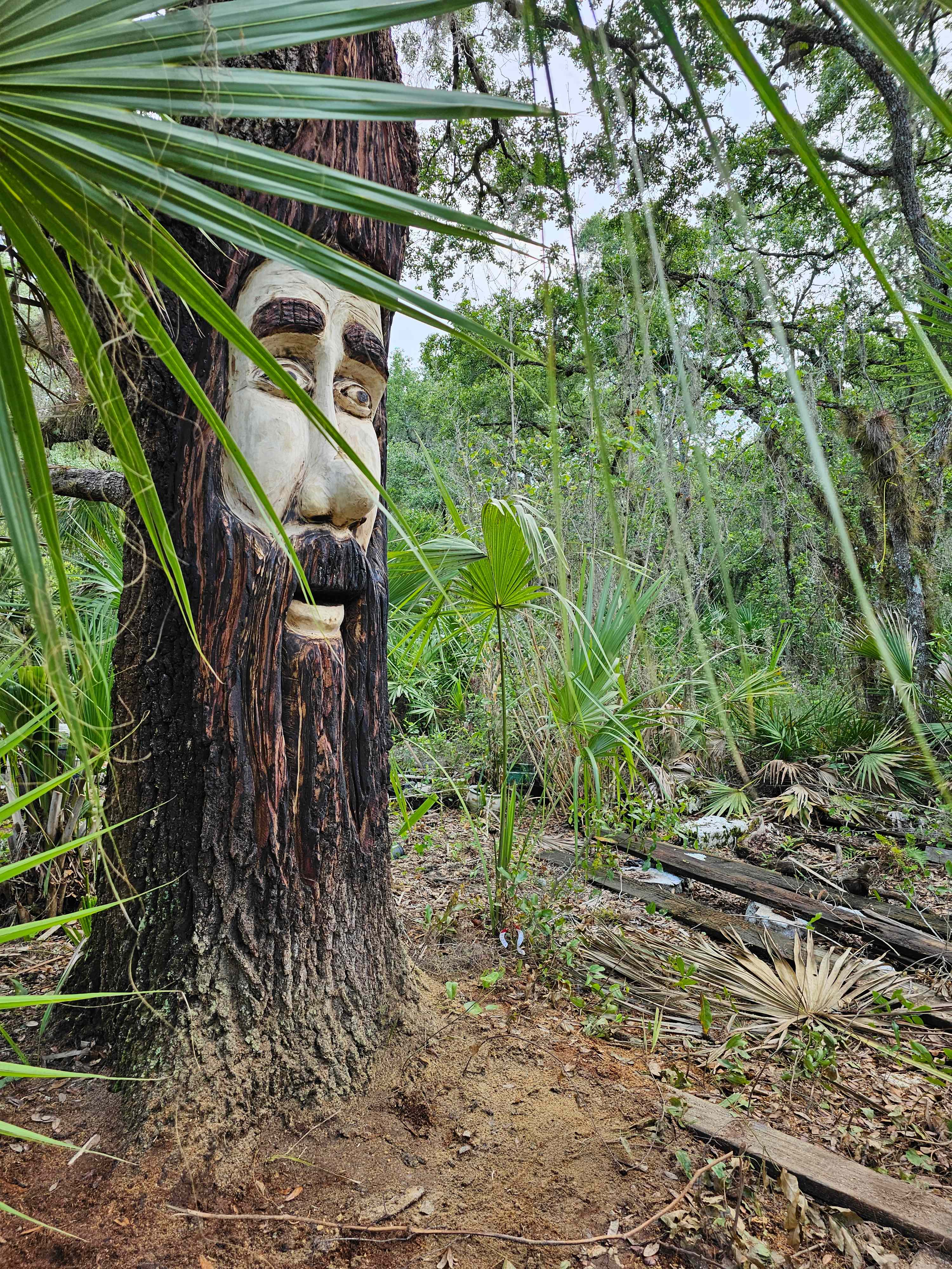 Tree Wizards, this is Magic Man