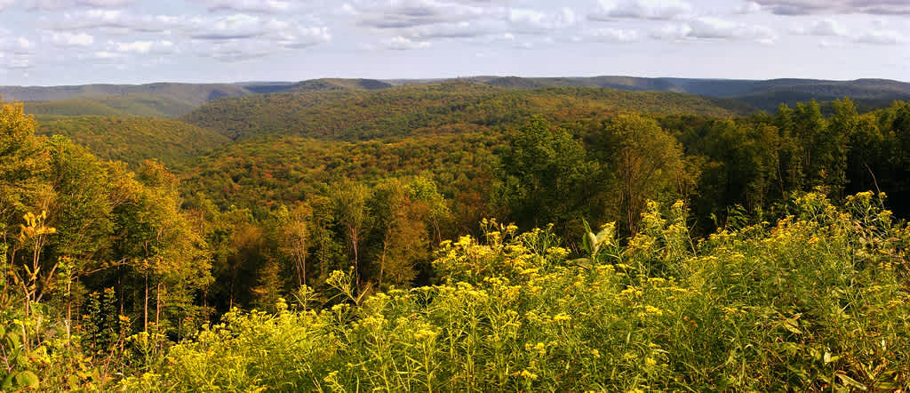 Susquehannock State Forest