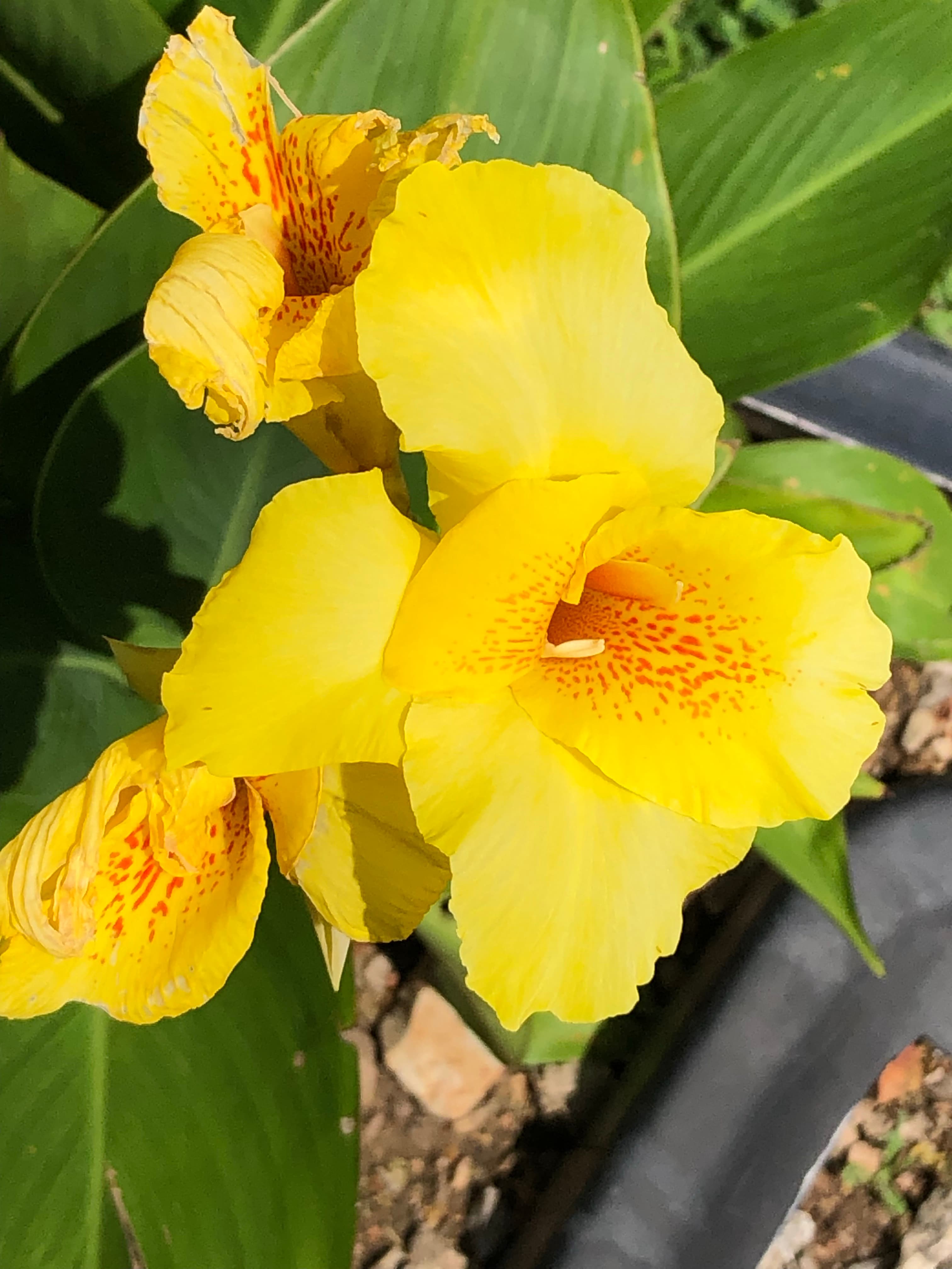Summertime flowers 