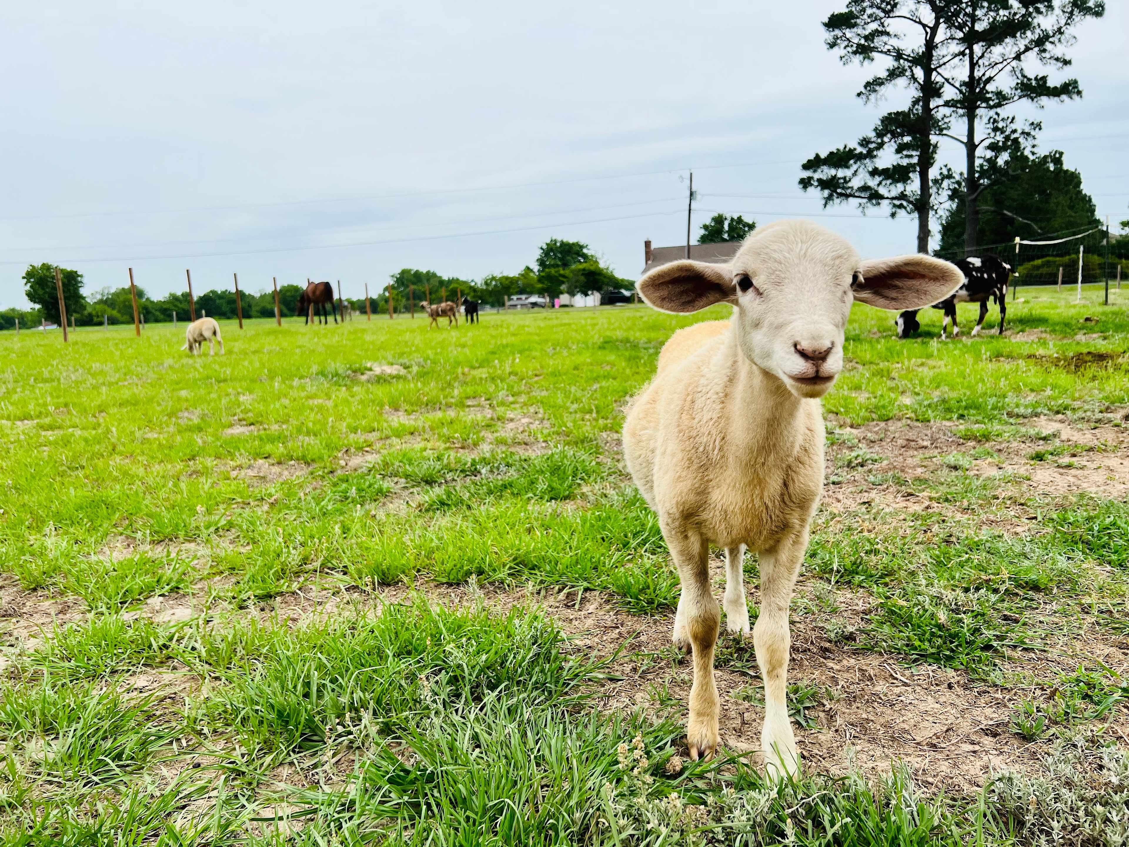 The Secret Sanctuary Farm