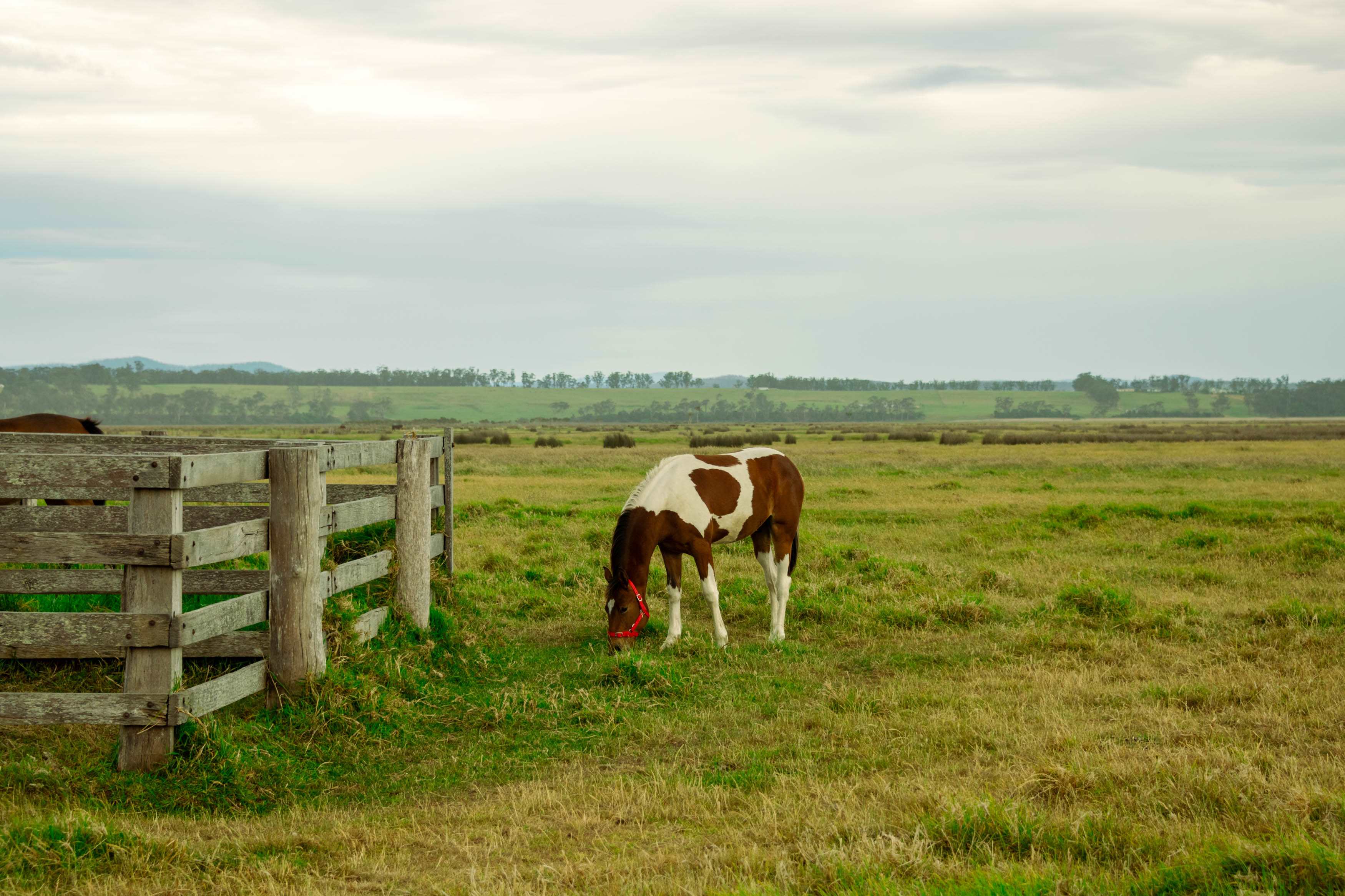 Beautiful spotted horse grazing the the paddock next to the campsite