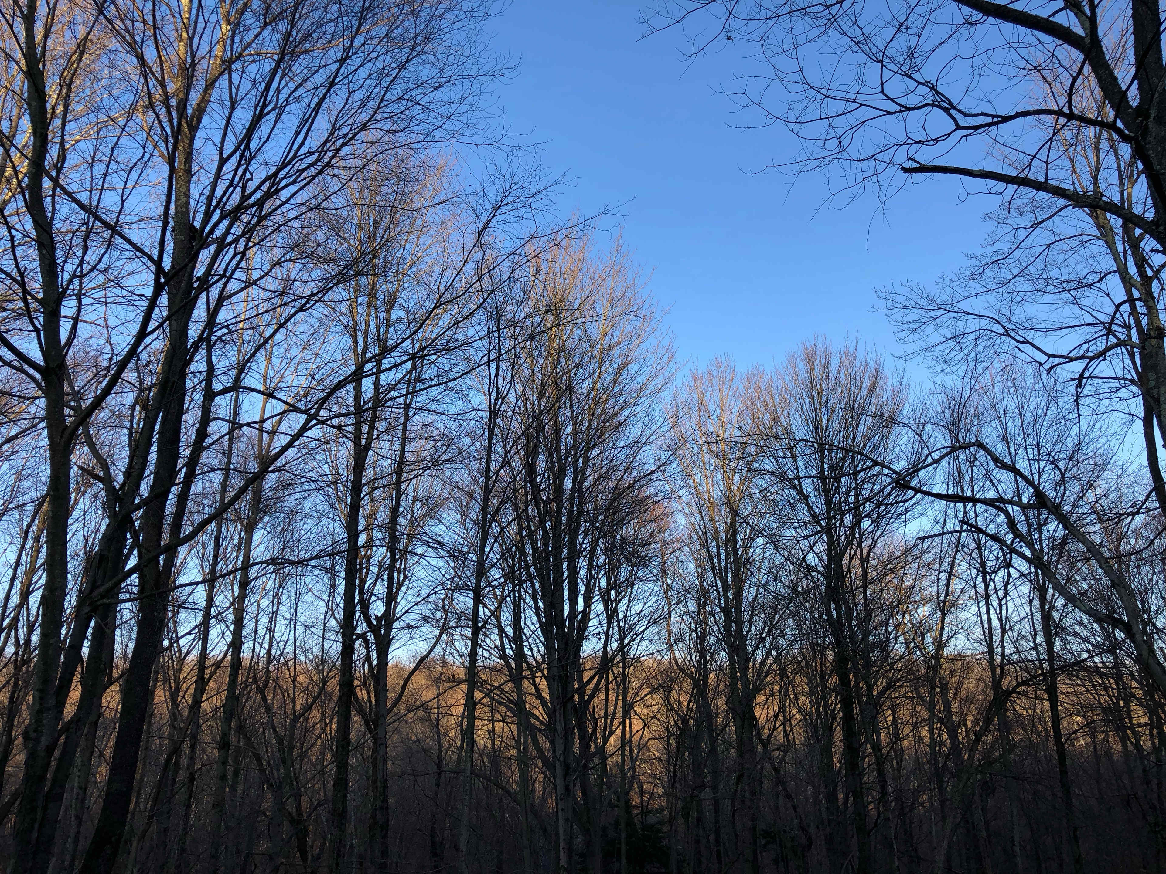 Pocono Cabin With No Name