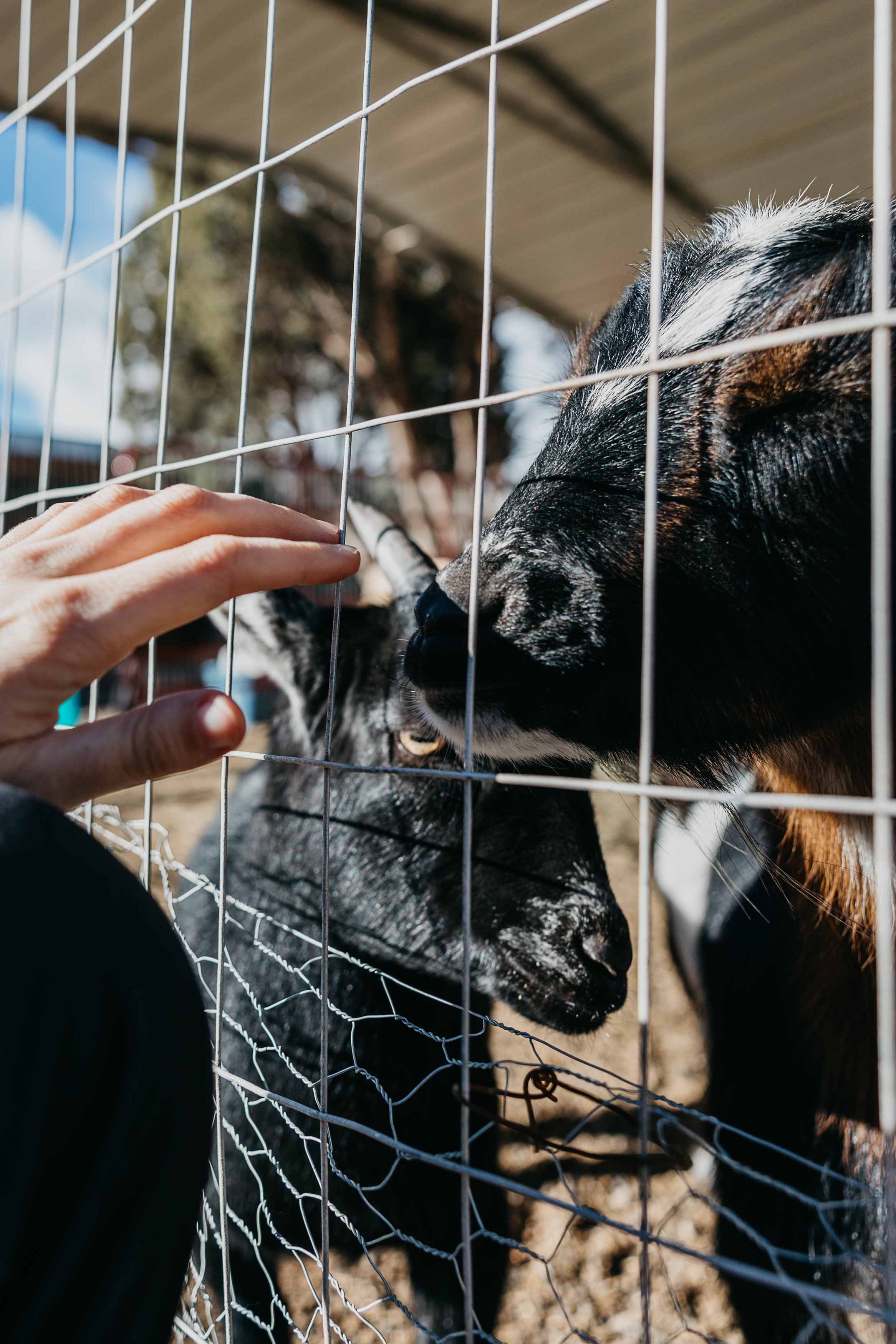 They have adorable goats! 