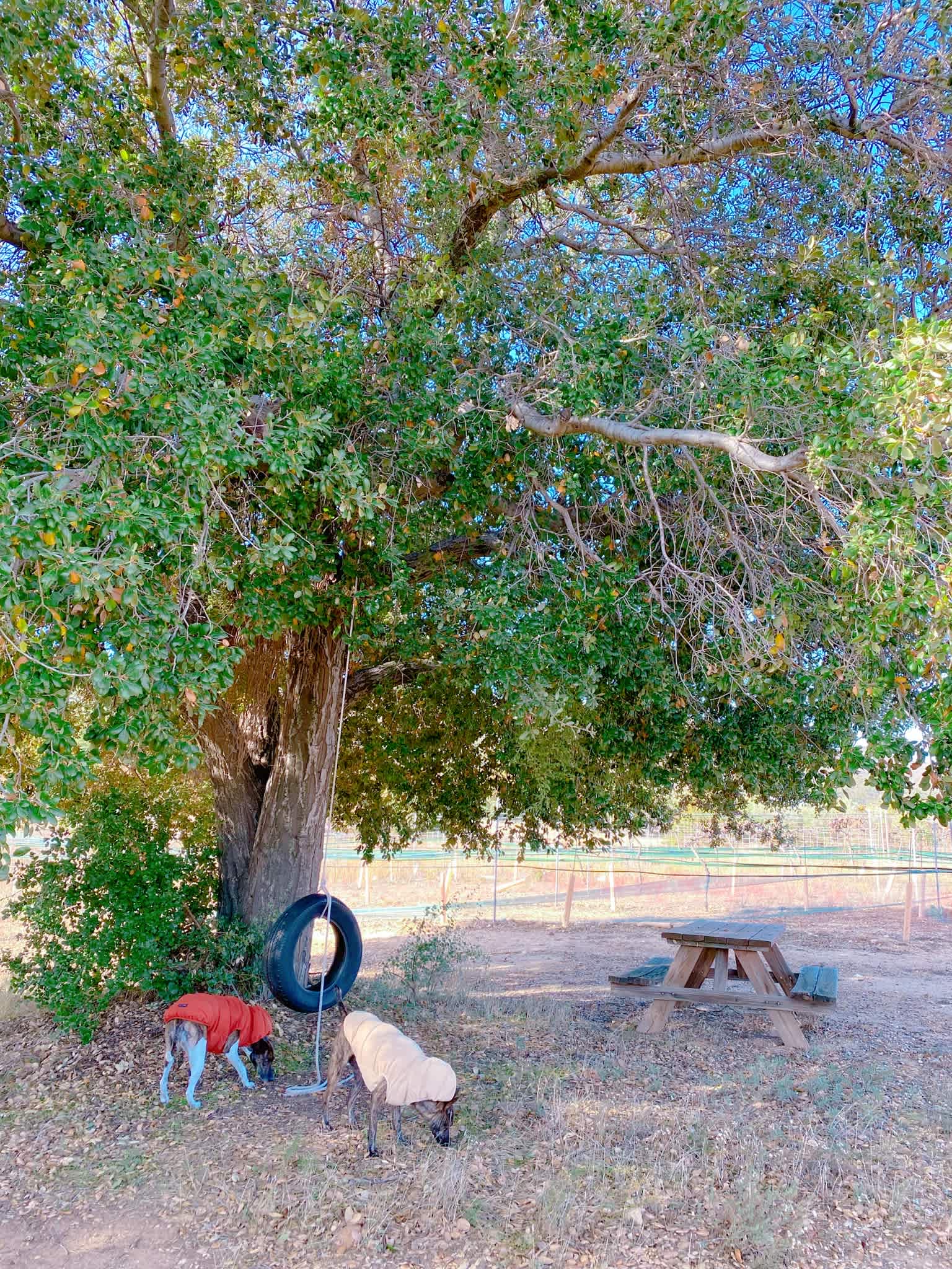 Rancho Esquandolas