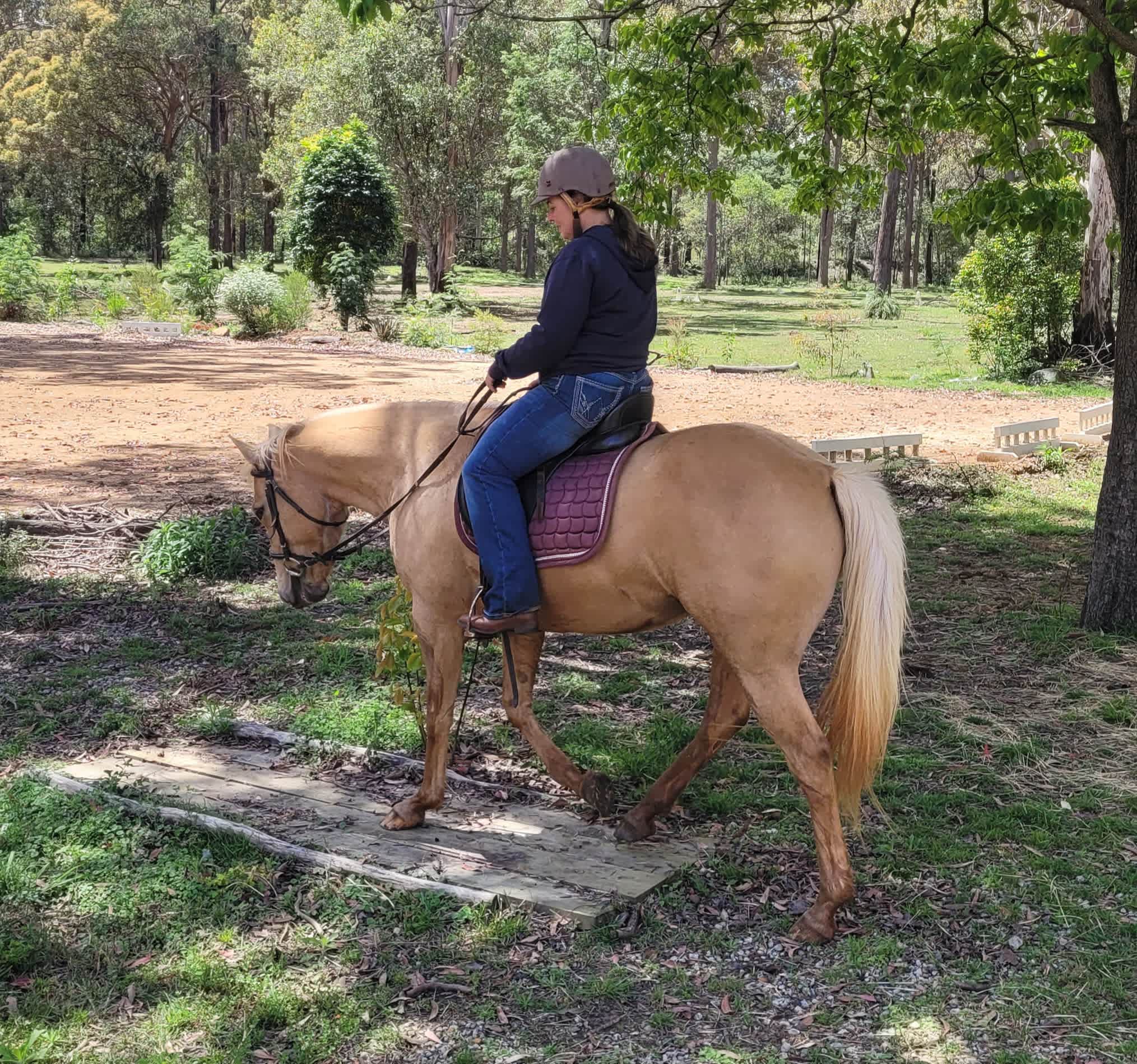 The Croft _ Horse Trax Oz Blackbutt