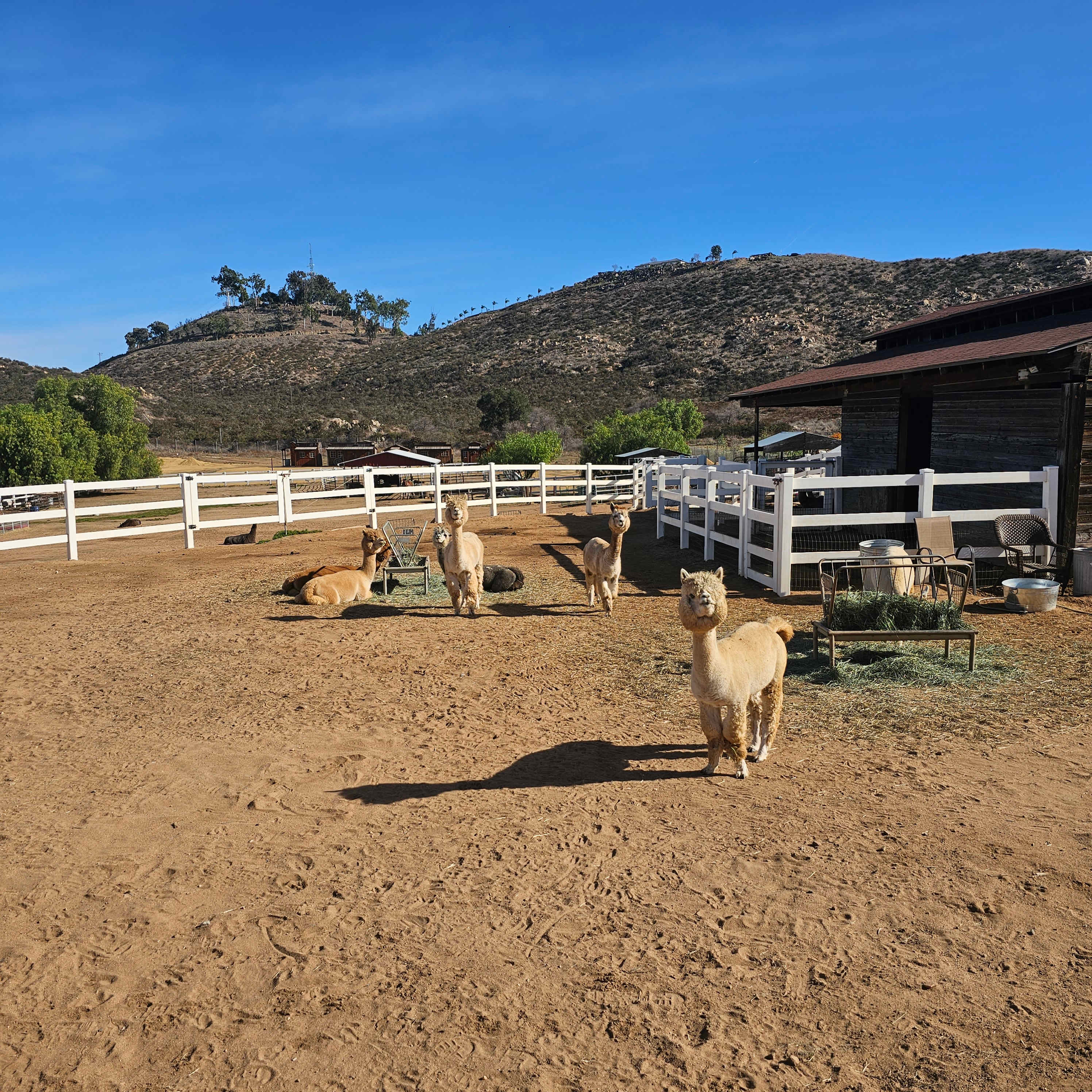 Royal Diamond Alpaca Ranch