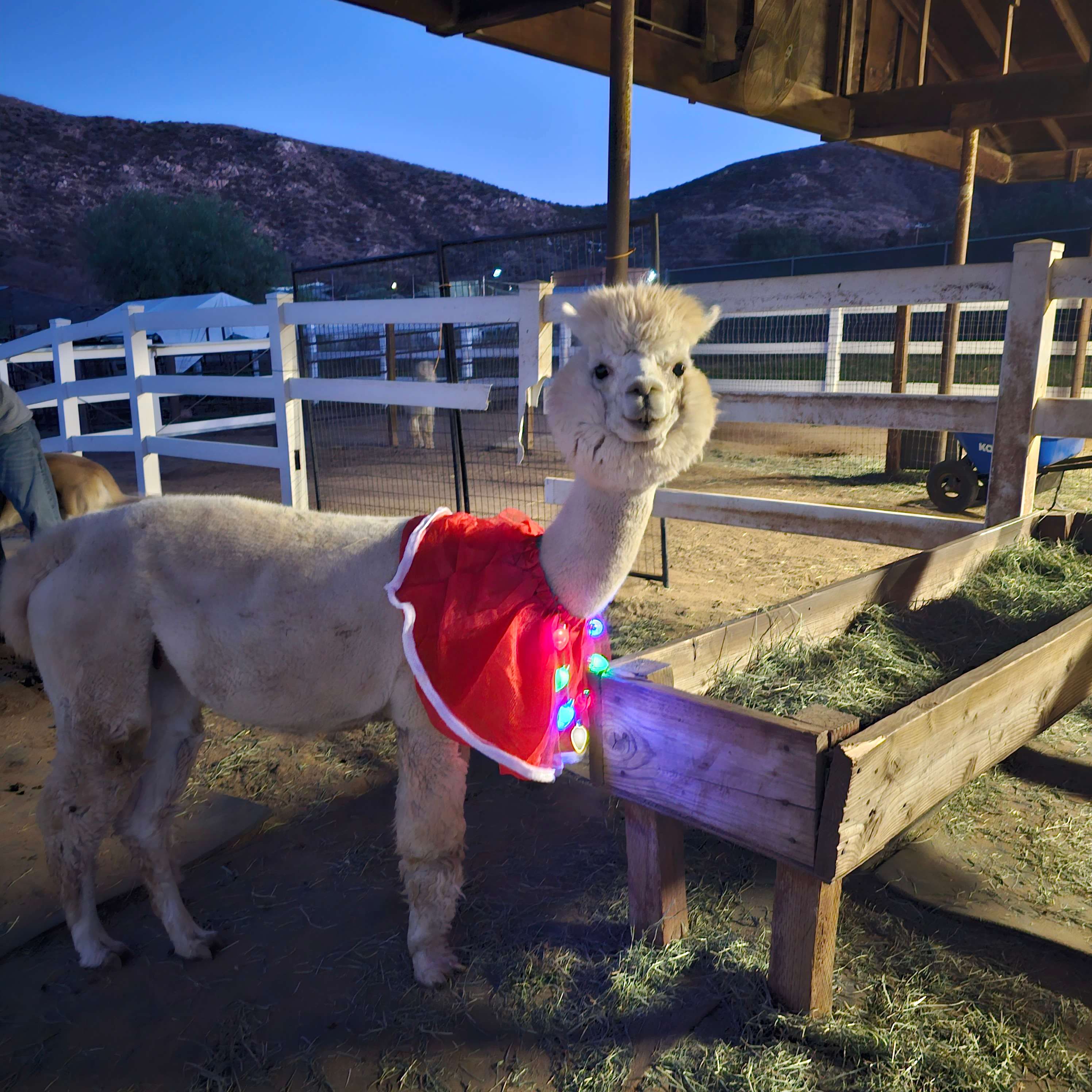 Royal Diamond Alpaca Ranch