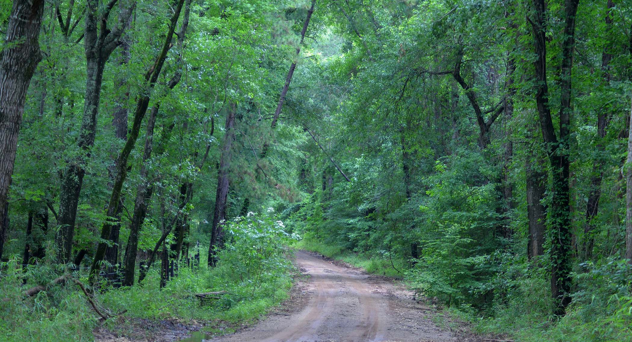Davy Crockett National Forest