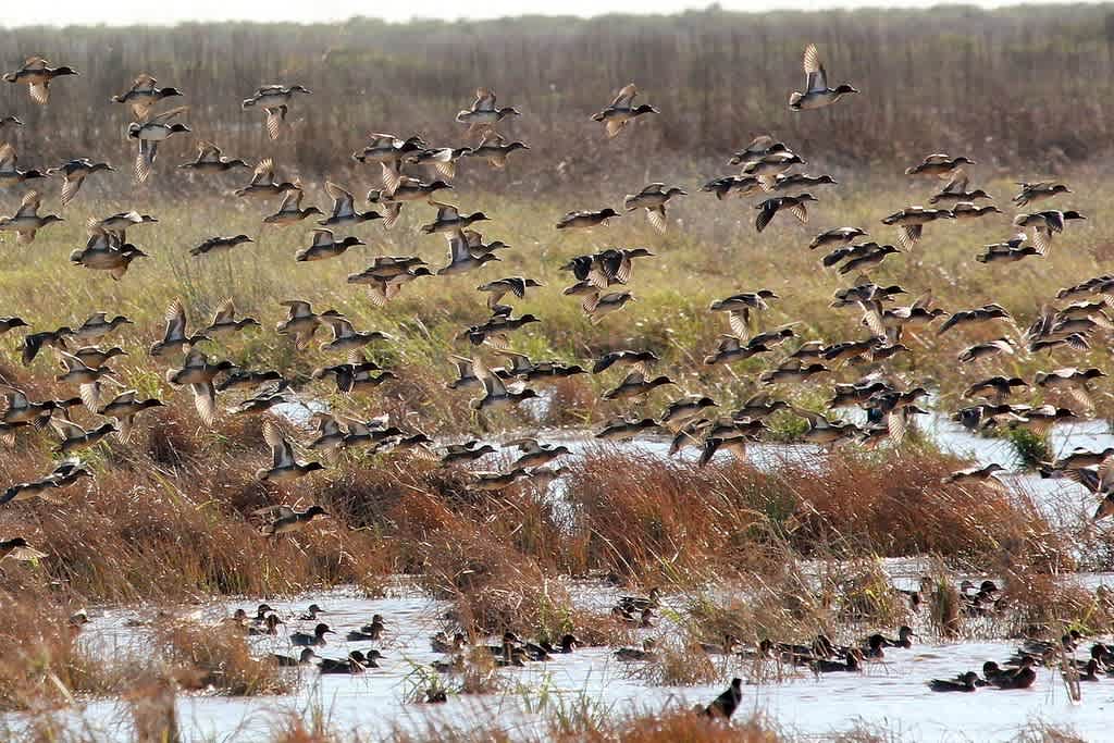 Anahuac National Wildlife Refuge