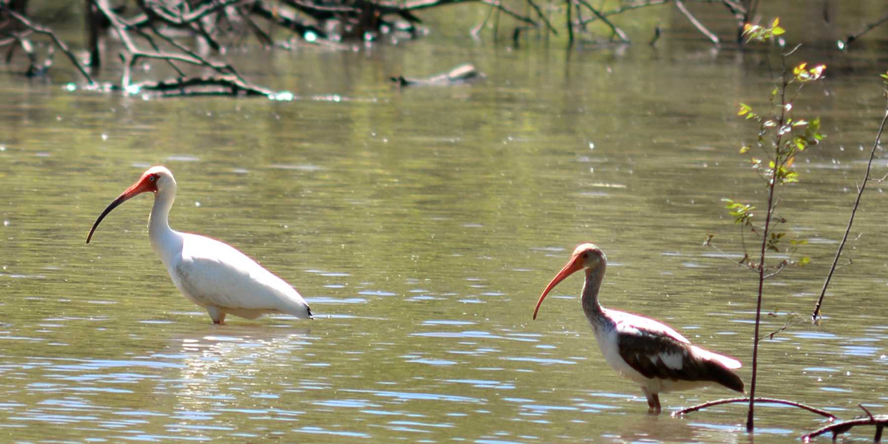 Trinity River National Wildlife Refuge