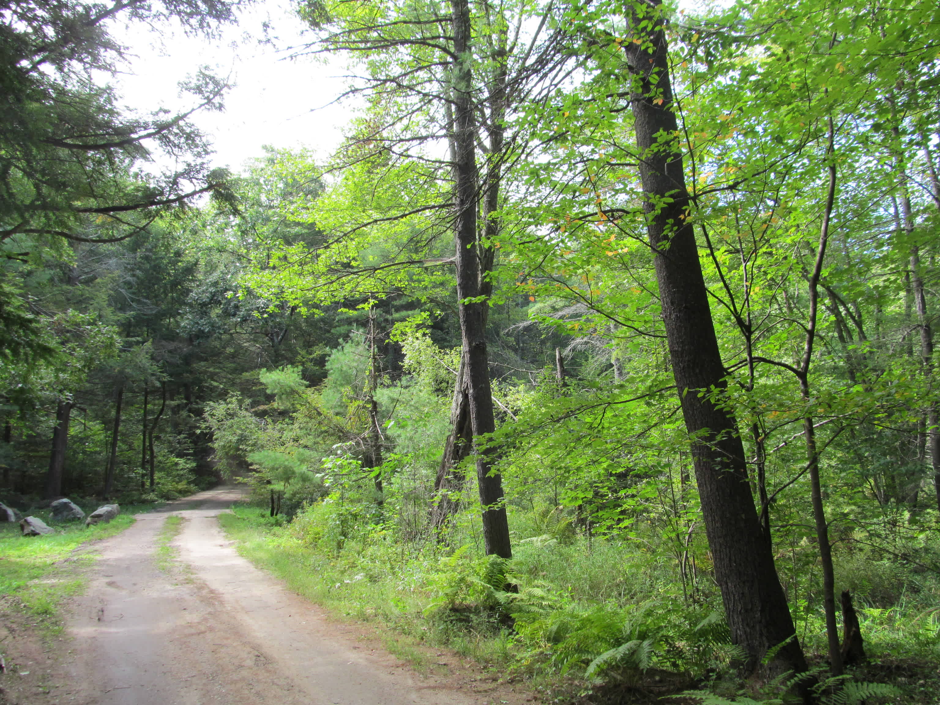 Federated Women's Club State Forest