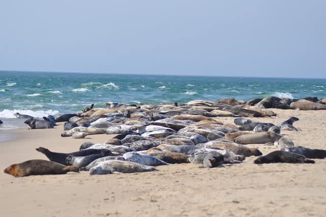 Nantucket National Wildlife Refuge