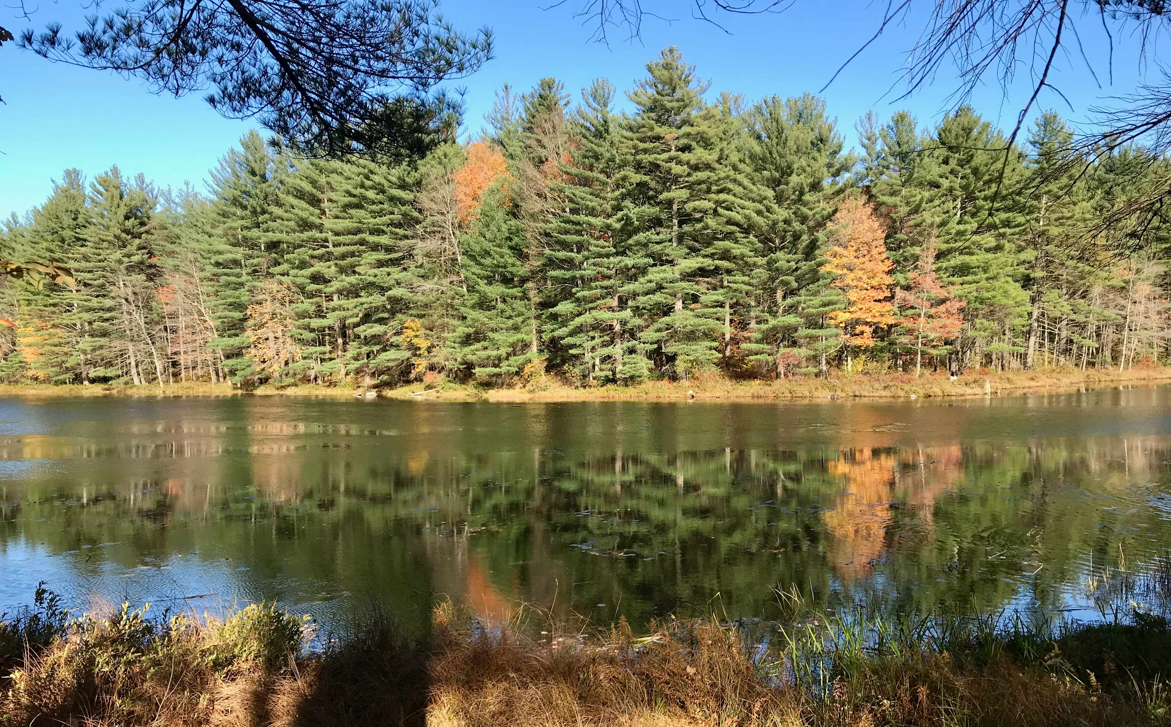Wendell State Forest