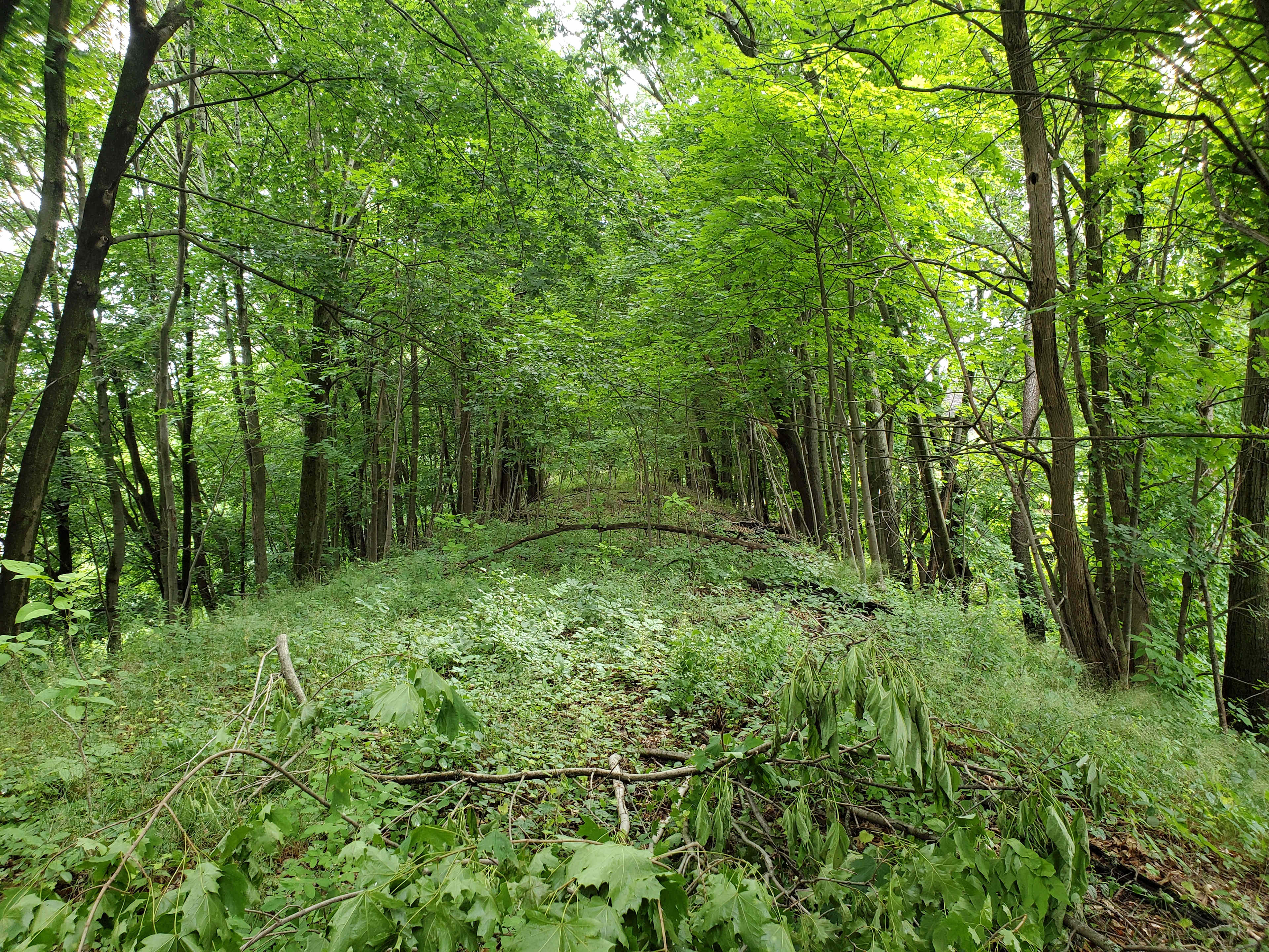 Wrentham State Forest